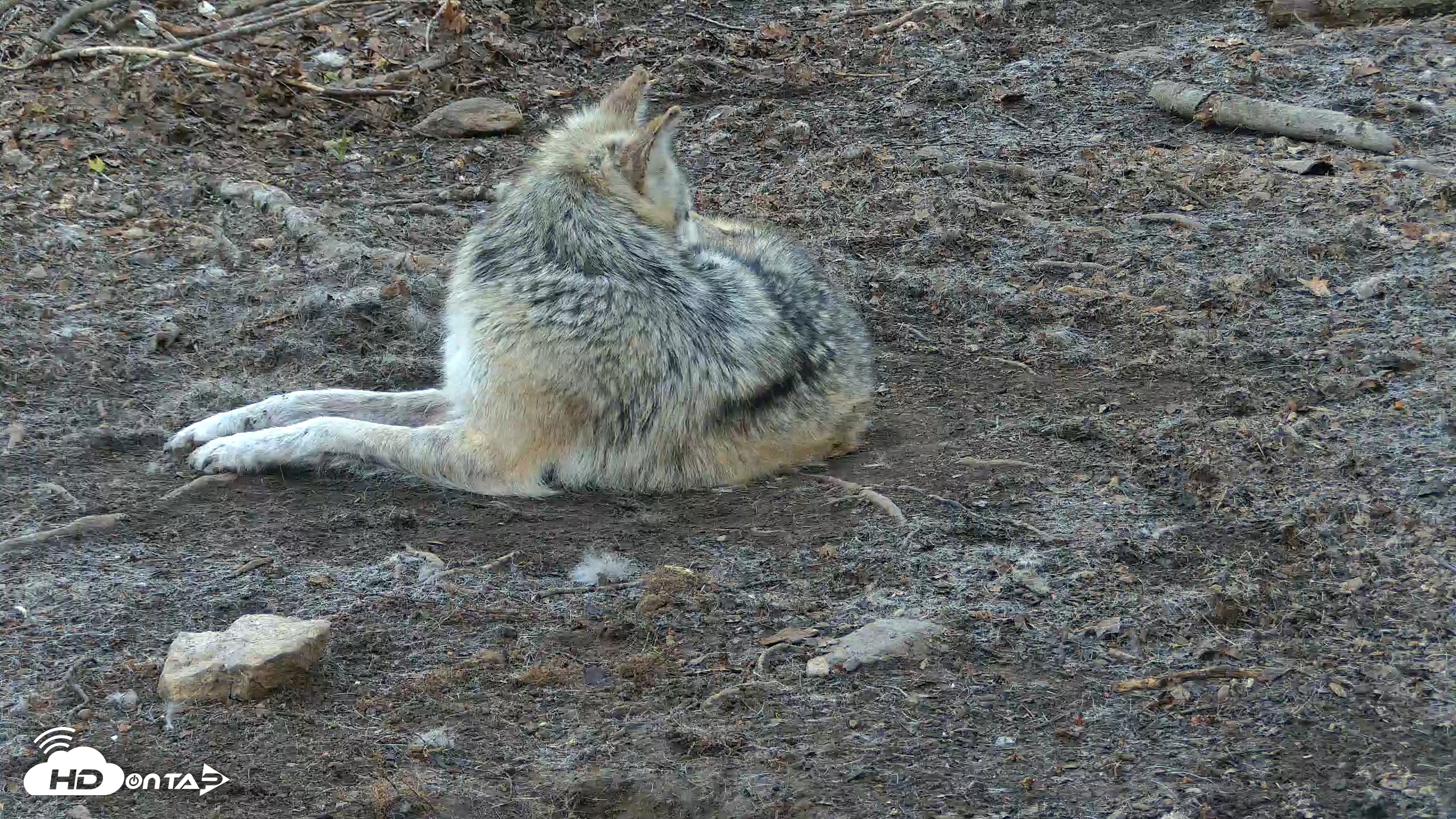 Snapshot of Red Wolves Live Webcam at the Wolf Conservation Center taken Apr 18, 2026, 6:55am EDT