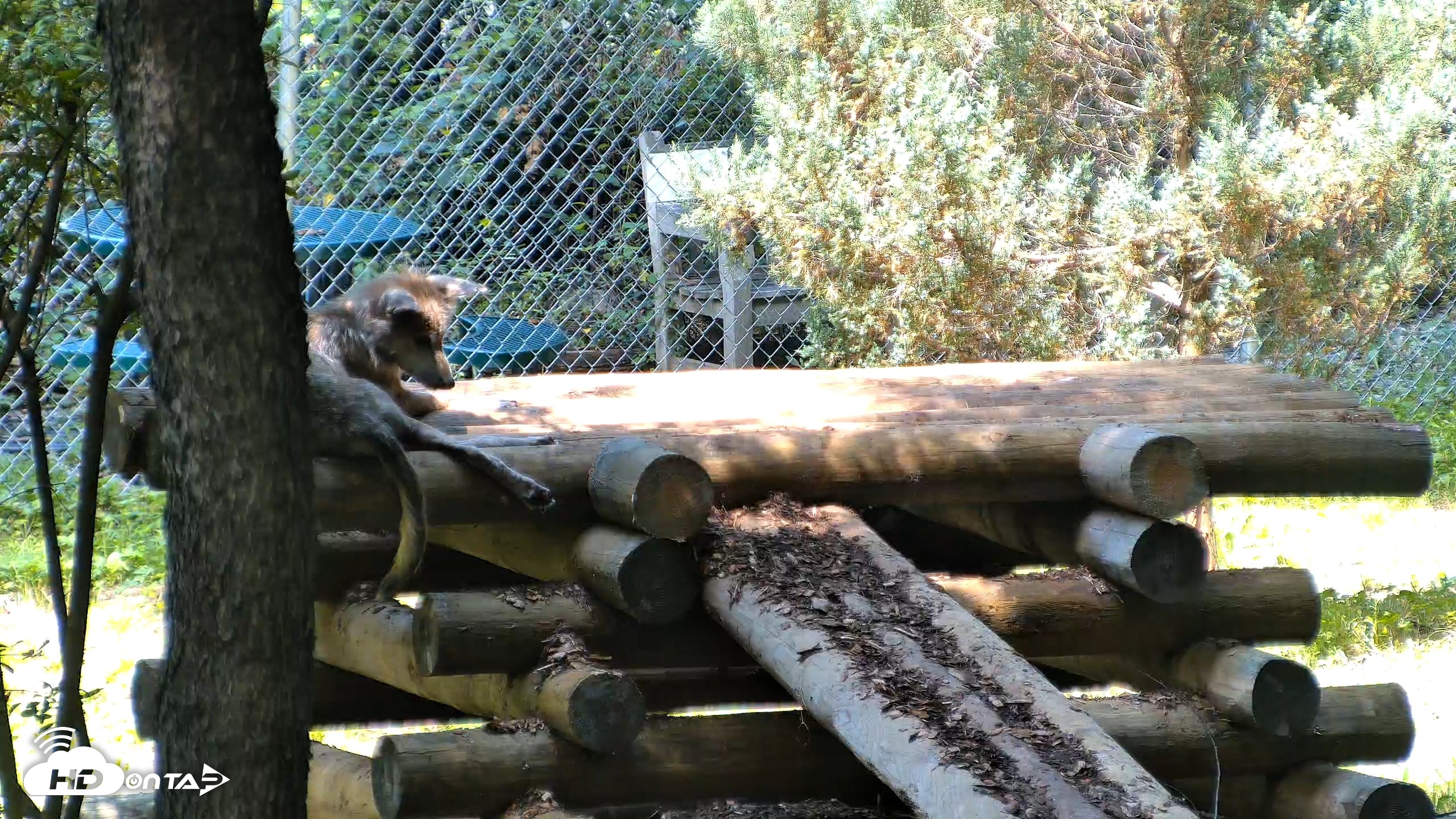 Snapshot of Red Wolves Live Webcam at the Wolf Conservation Center taken Aug 5, 2026, 12:02pm EDT