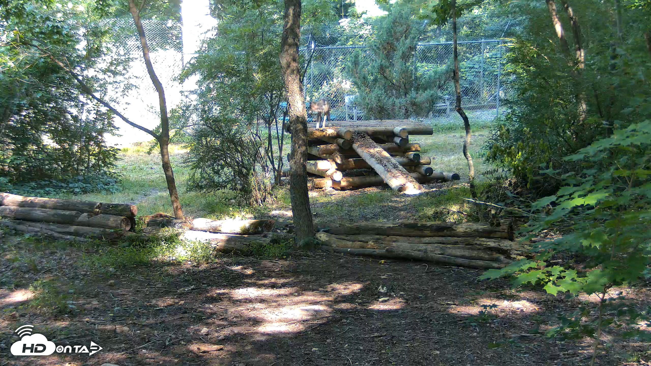 Snapshot of Red Wolves Live Webcam at the Wolf Conservation Center taken Jul 24, 2026, 10:16am EDT