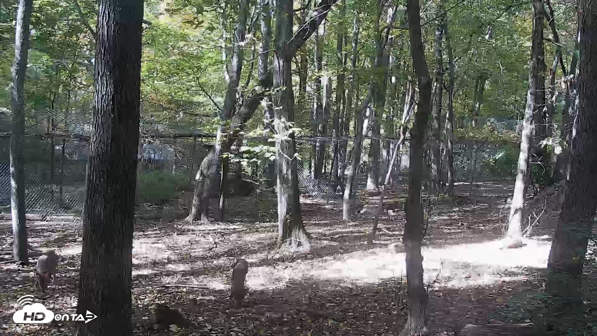 Snapshot of Red Wolves Live Webcam at the Wolf Conservation Center taken Oct 21, 2026, 2:11pm EDT