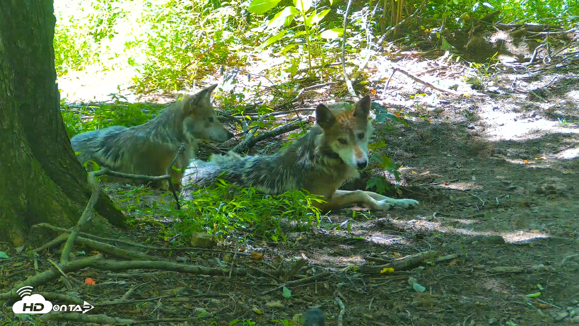 Snapshot of Red Wolves Live Webcam at the Wolf Conservation Center taken Jul 18, 2025, 2:49pm EDT
