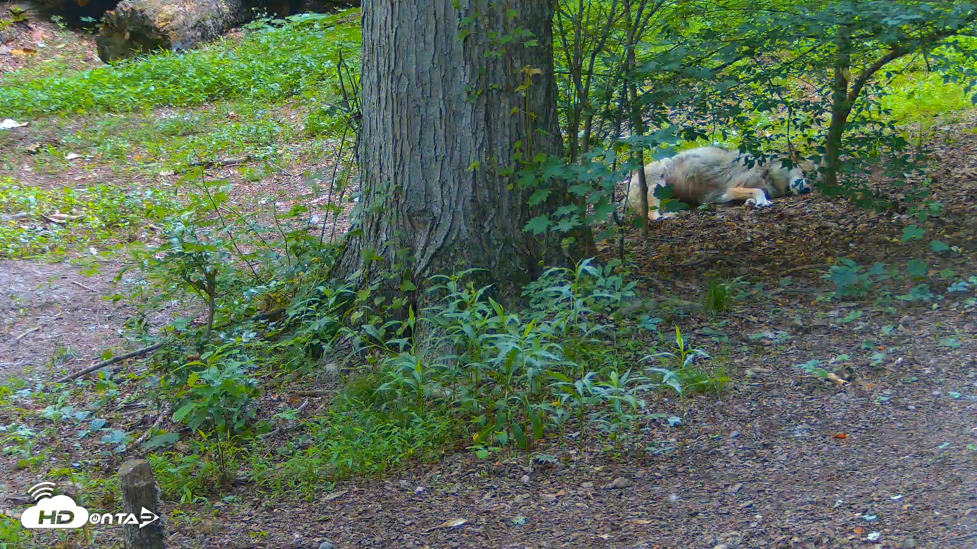 Snapshot of Red Wolves Live Webcam at the Wolf Conservation Center taken Jun 13, 2025, 6:36pm EDT