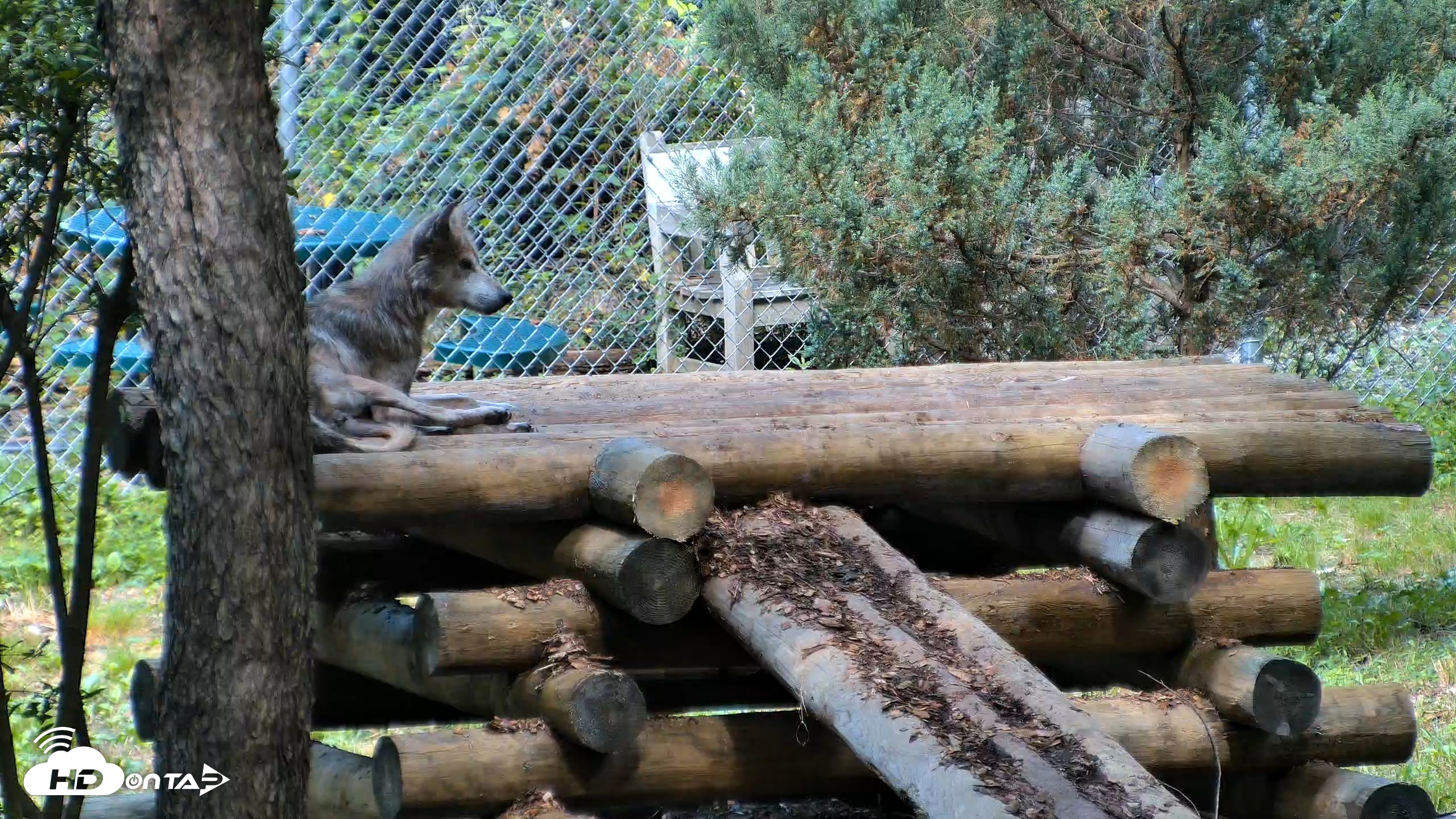 Snapshot of Red Wolves Live Webcam at the Wolf Conservation Center taken Aug 5, 2026, 10:15am EDT
