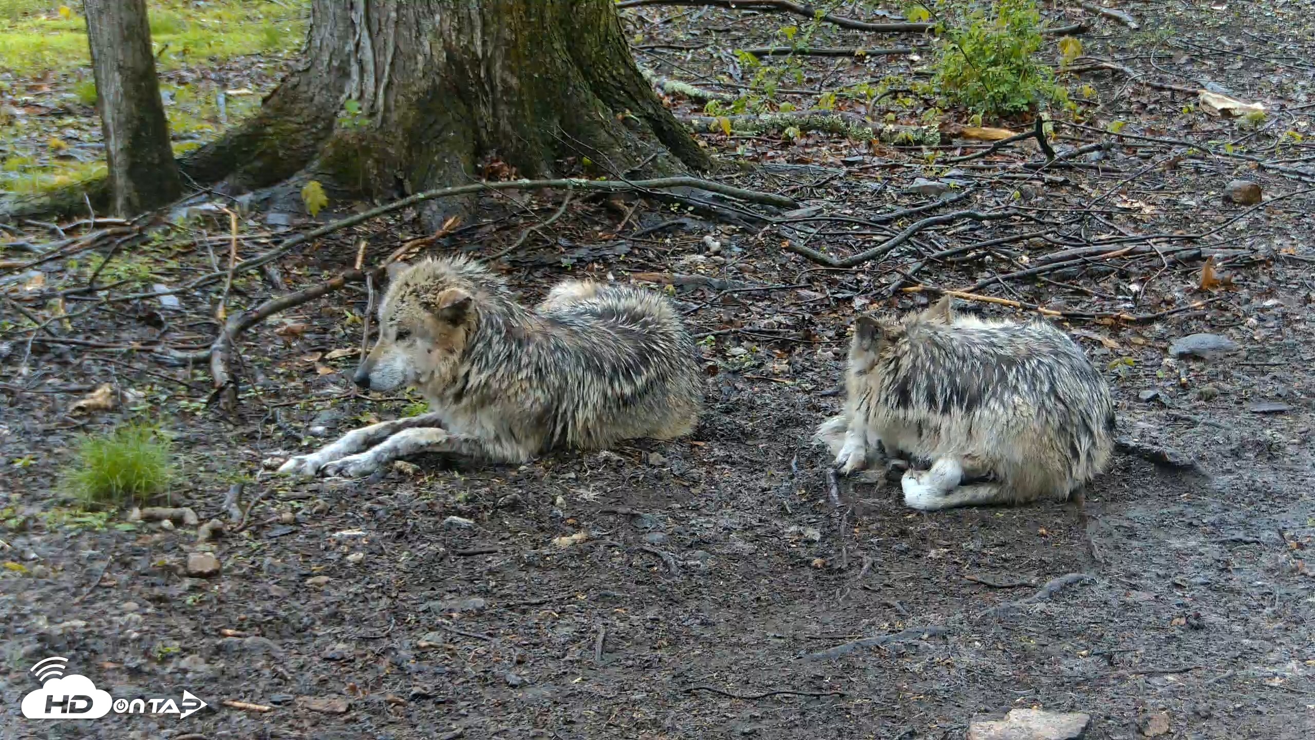 Snapshot of Red Wolves Live Webcam at the Wolf Conservation Center taken Apr 25, 2026, 2:59pm EDT