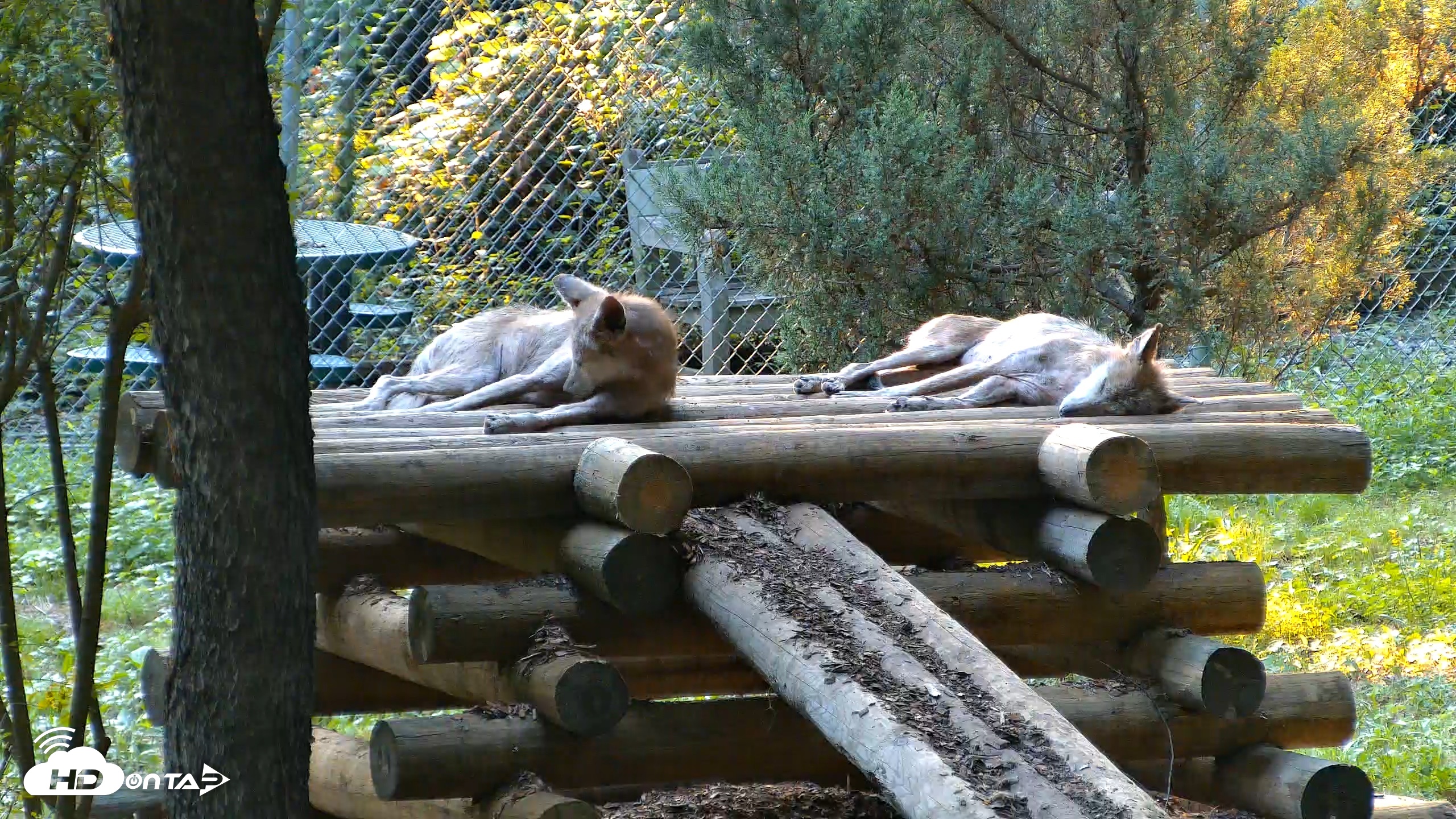 Snapshot of Red Wolves Live Webcam at the Wolf Conservation Center taken Aug 9, 2026, 6:58pm EDT