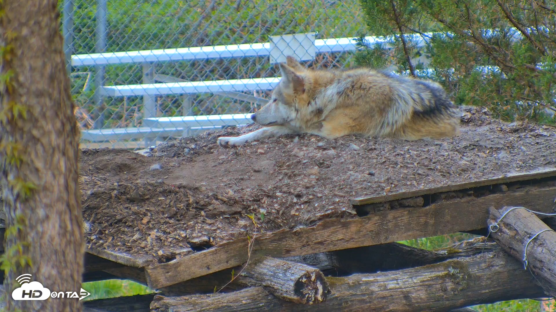 Snapshot of Wolf Center - Exhibit Red Wolves taken Apr 25, 2025, 6:42am EDT