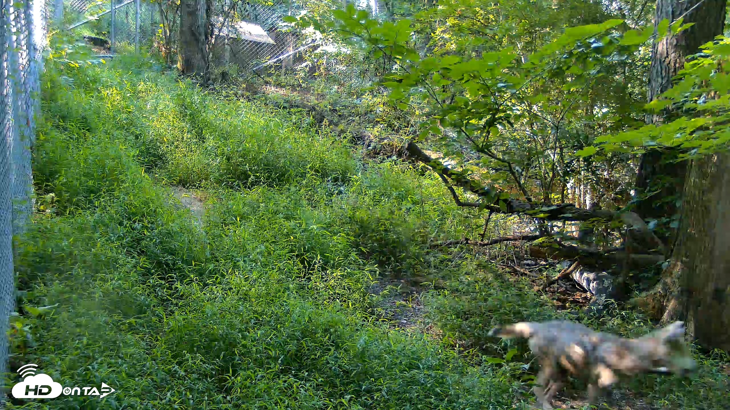 Snapshot of Red Wolves Live Webcam at the Wolf Conservation Center taken Aug 7, 2026, 9:28am EDT