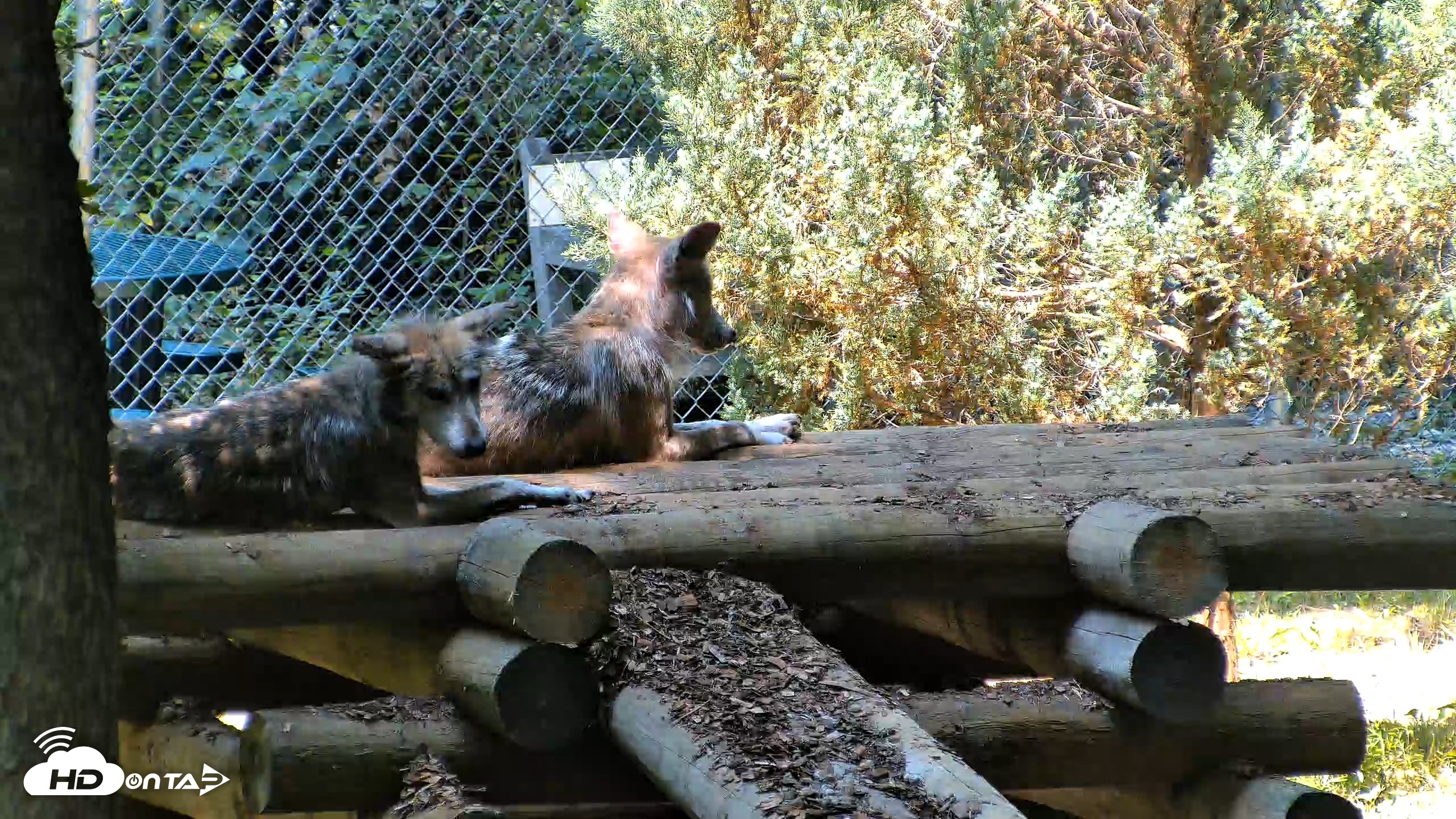 Snapshot of Red Wolves Live Webcam at the Wolf Conservation Center taken Jul 27, 2026, 11:53am EDT