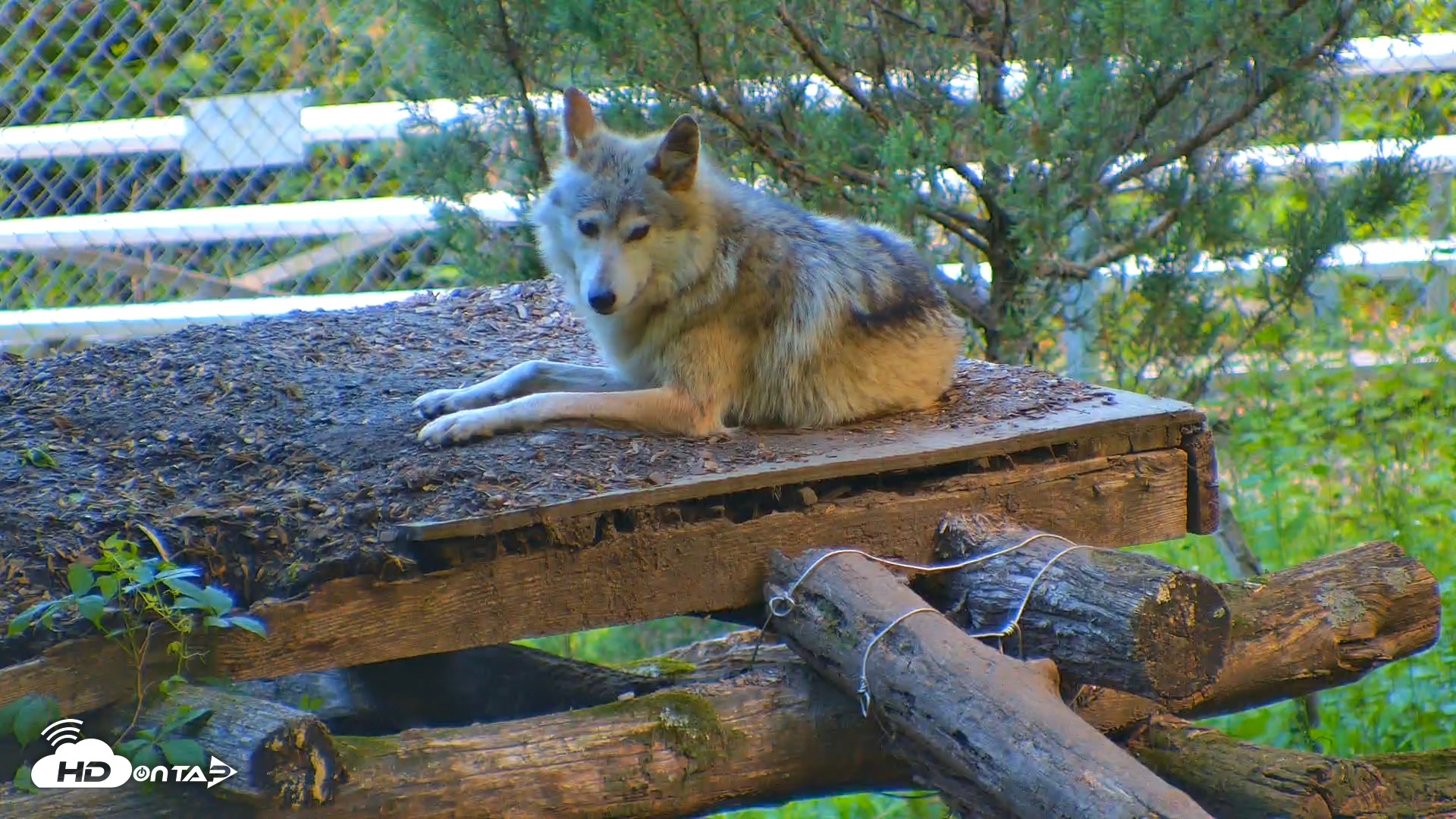 Snapshot of Wolf Center - Exhibit Red Wolves taken May 19, 2025, 8:48am EDT