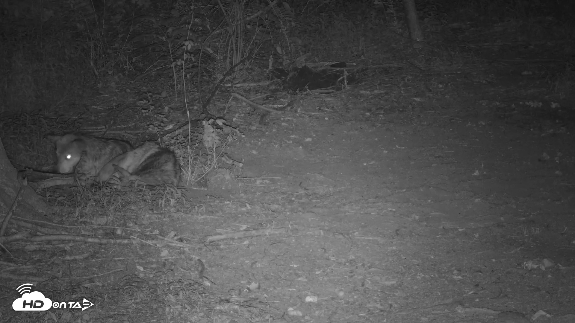 Snapshot of Red Wolves Live Webcam at the Wolf Conservation Center taken Jul 17, 2025, 11:34pm EDT