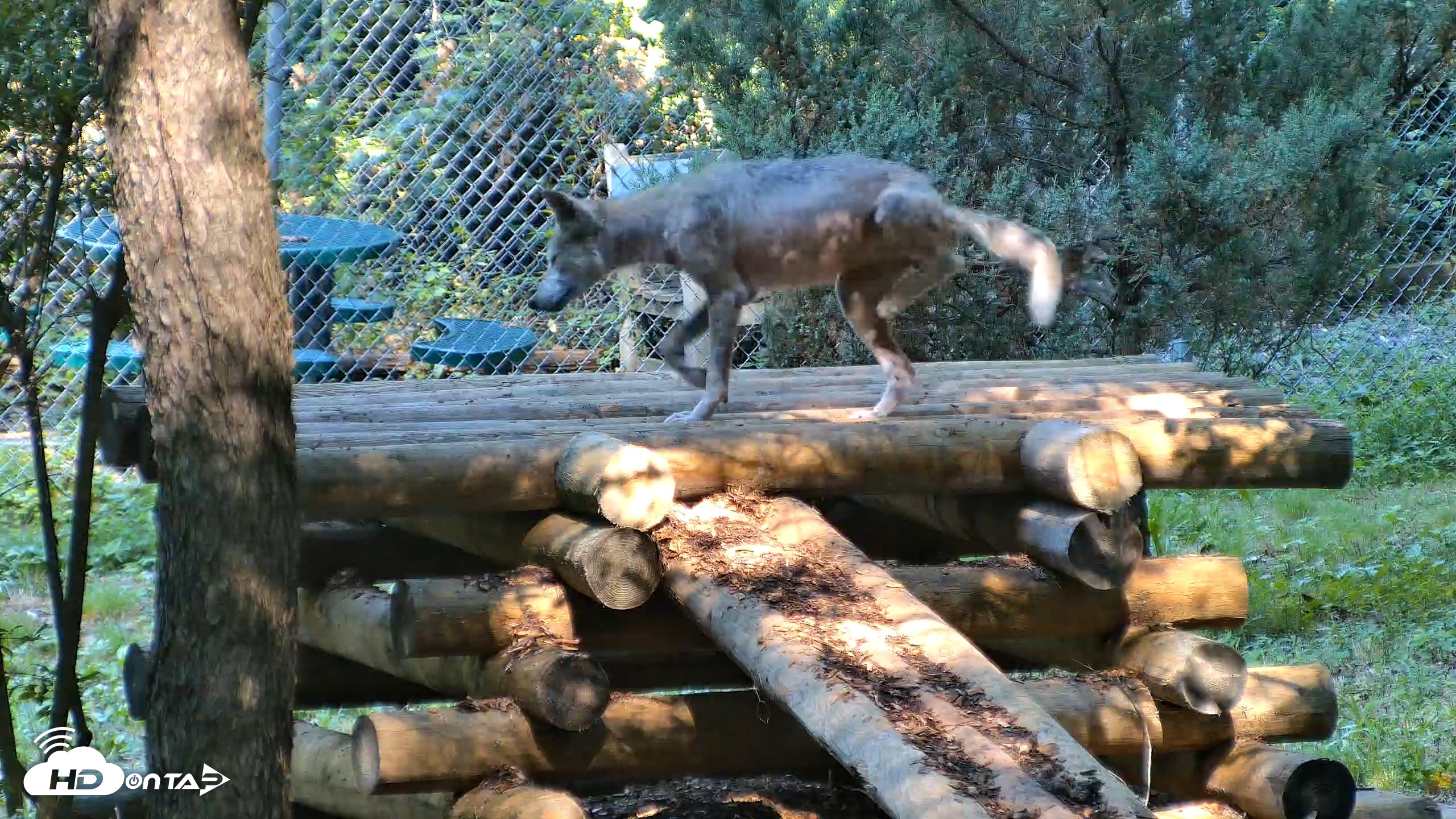 Snapshot of Red Wolves Live Webcam at the Wolf Conservation Center taken Aug 7, 2026, 10:16am EDT