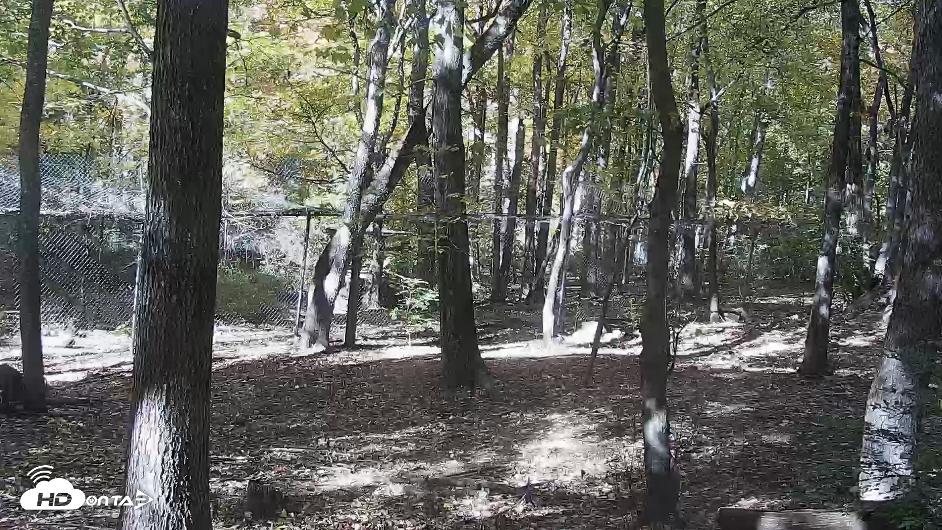 Snapshot of Red Wolves Live Webcam at the Wolf Conservation Center taken Oct 26, 2026, 1:09pm EDT