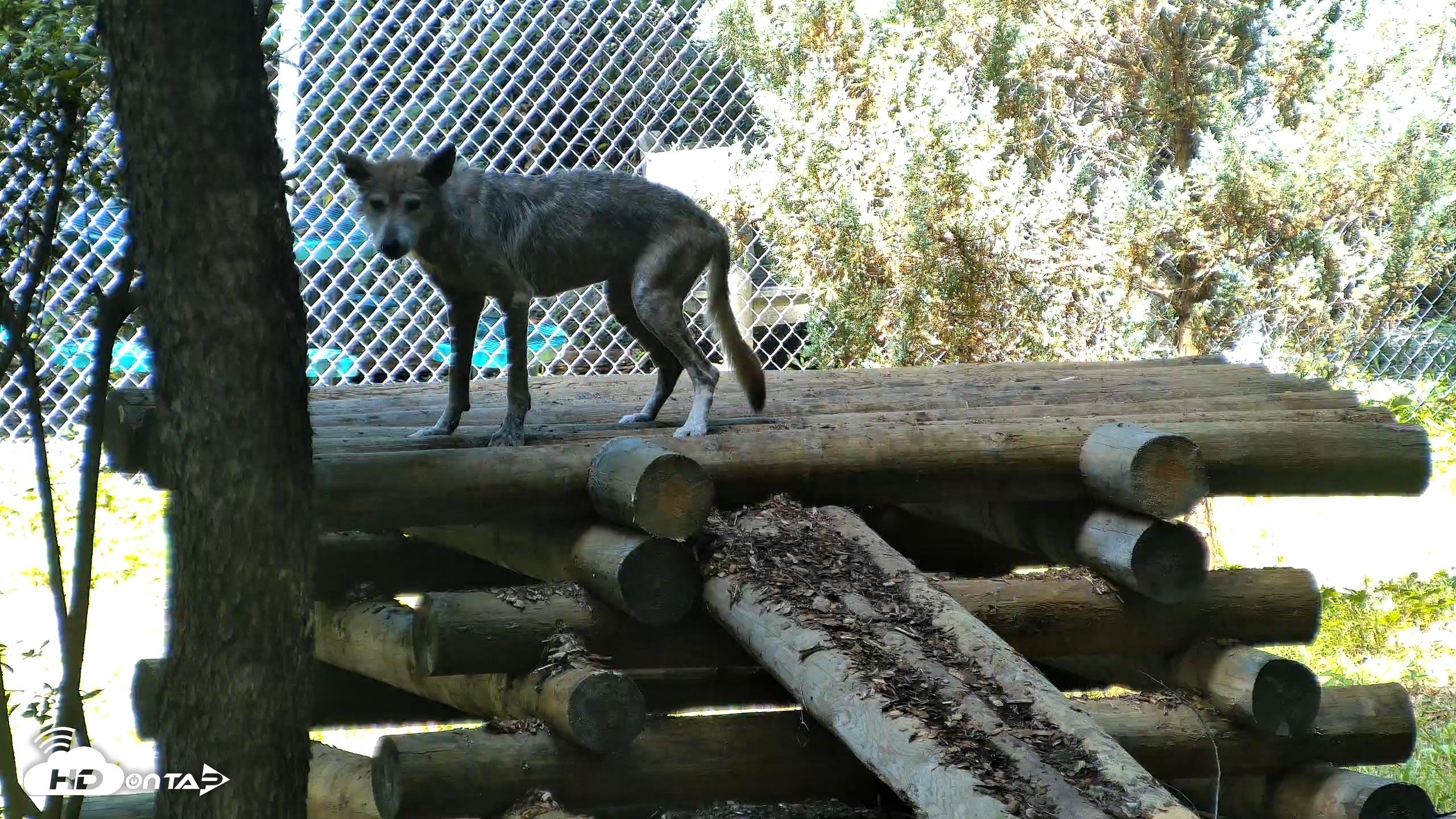 Snapshot of Red Wolves Live Webcam at the Wolf Conservation Center taken Aug 5, 2026, 11:20am EDT