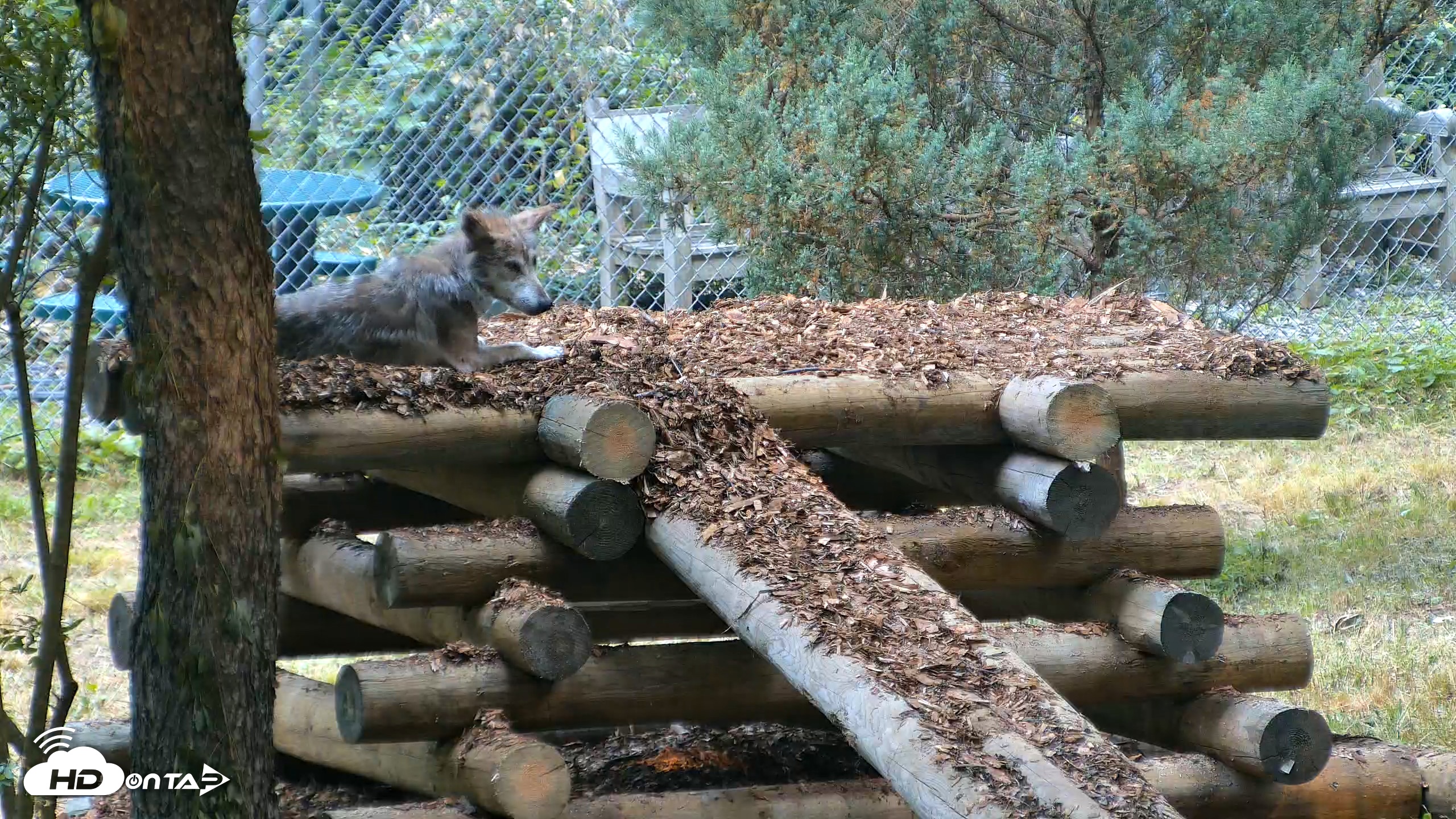 Snapshot of Red Wolves Live Webcam at the Wolf Conservation Center taken Jul 18, 2026, 8:43am EDT