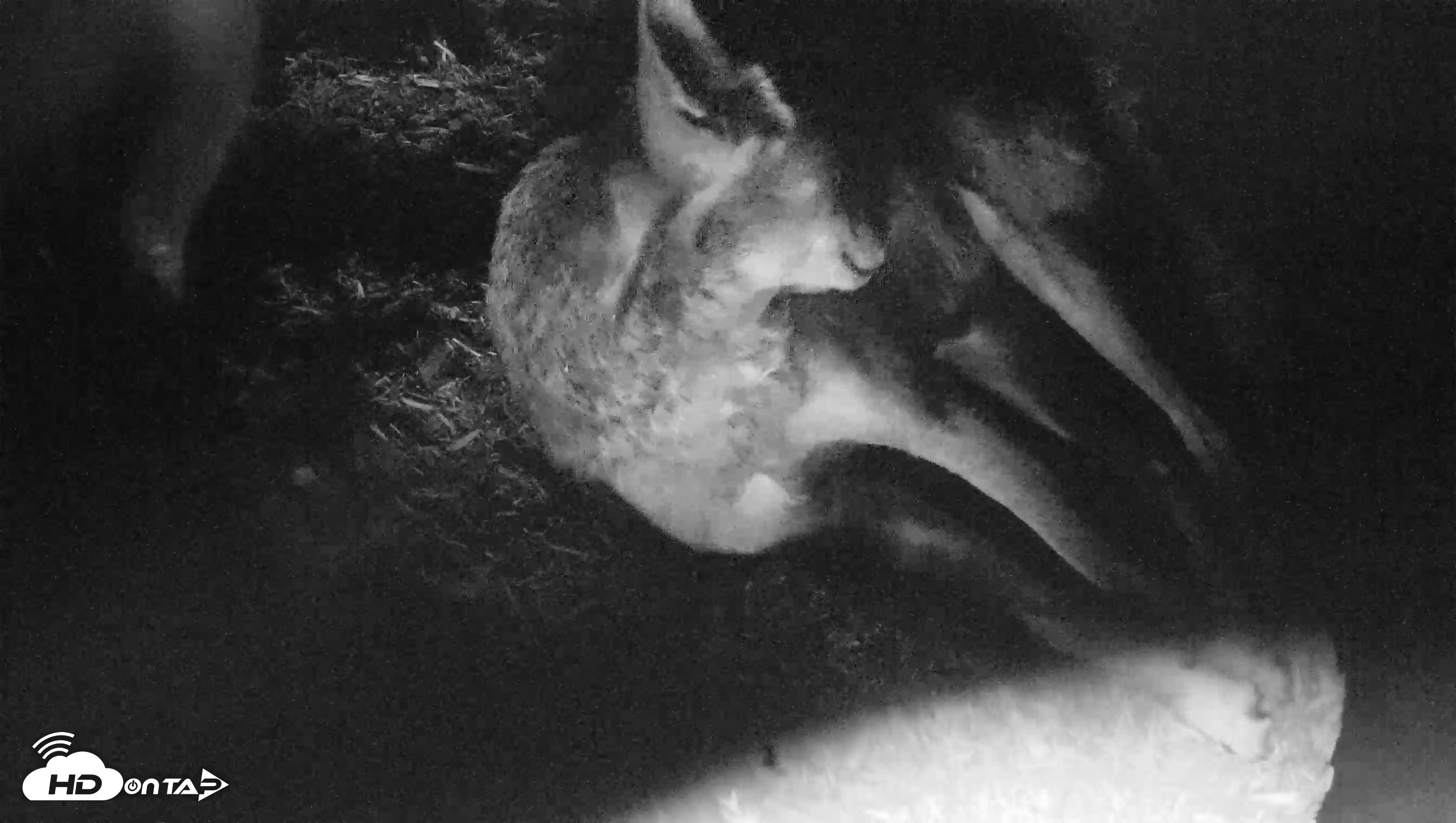 Snapshot of Red Wolves Live Webcam at the Wolf Conservation Center taken Jul 29, 2026, 1:09pm EDT