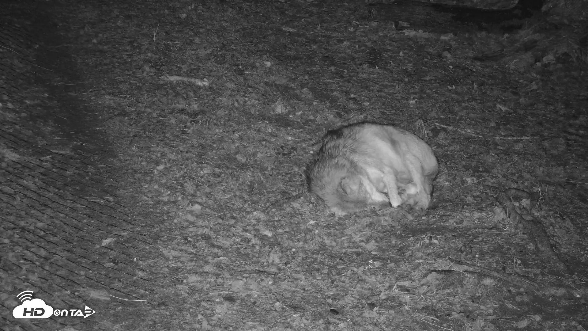 Snapshot of Red Wolves Live Webcam at the Wolf Conservation Center taken Nov 26, 2025, 2:47am EST