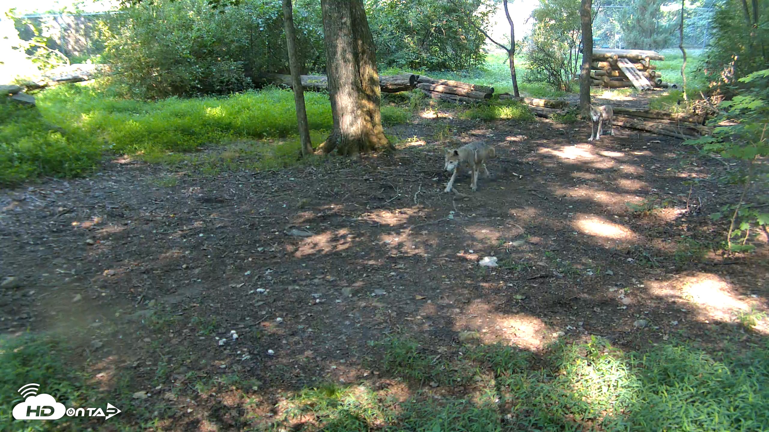 Snapshot of Red Wolves Live Webcam at the Wolf Conservation Center taken Aug 14, 2026, 10:12am EDT