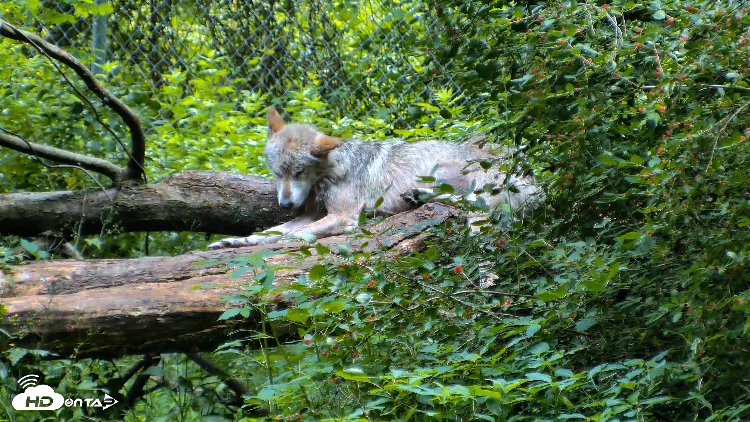 Snapshot of Red Wolves Live Webcam at the Wolf Conservation Center taken Jun 18, 2026, 12:08pm EDT