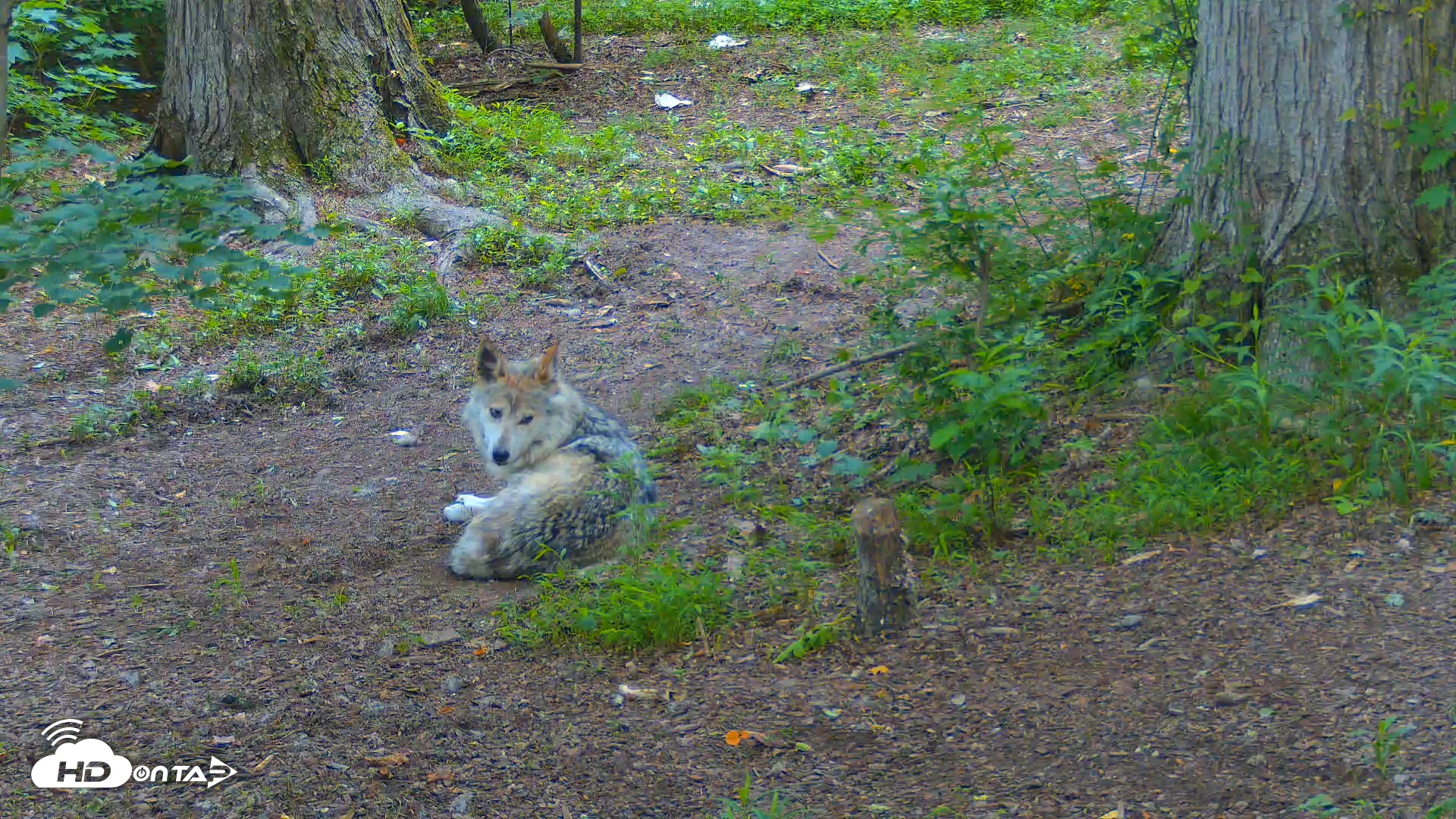 Snapshot of Red Wolves Live Webcam at the Wolf Conservation Center taken Jun 13, 2025, 7:49am EDT