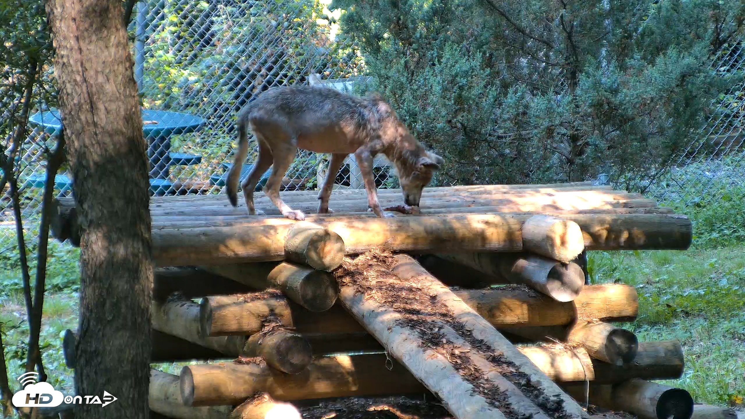 Snapshot of Red Wolves Live Webcam at the Wolf Conservation Center taken Aug 7, 2026, 10:13am EDT