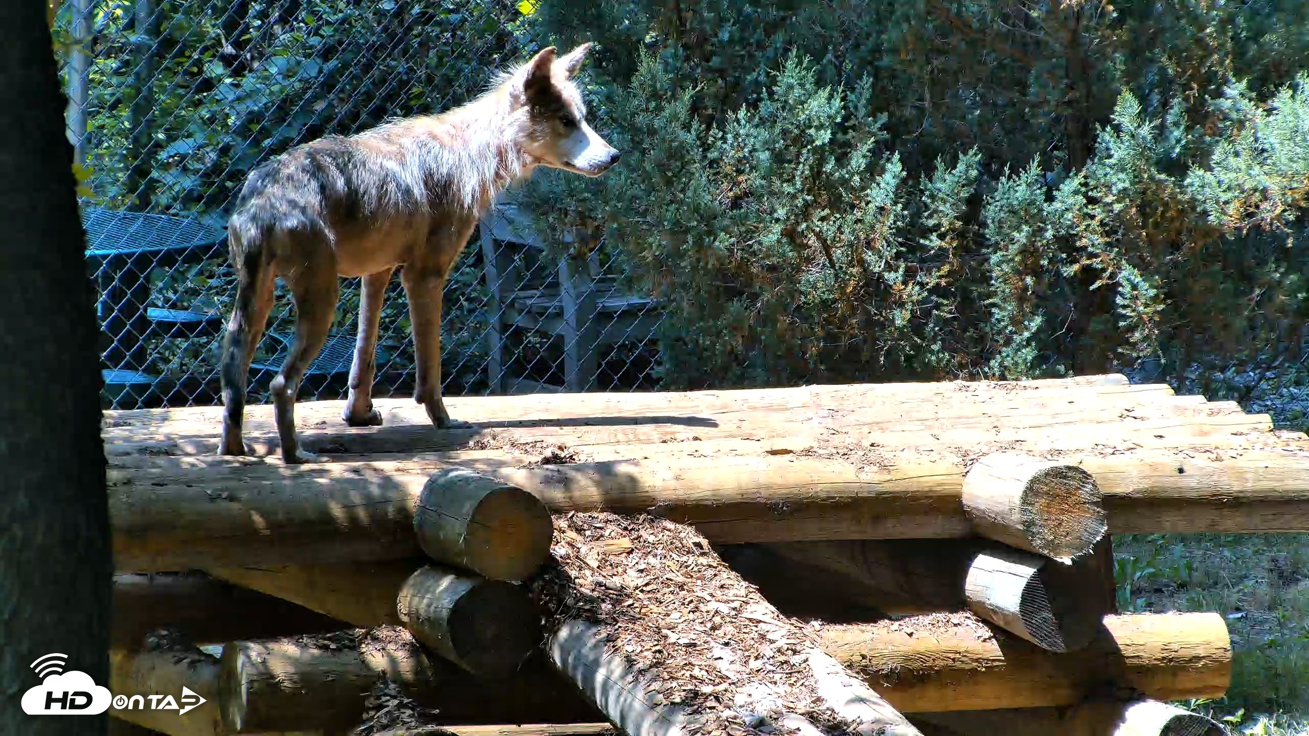 Snapshot of Red Wolves Live Webcam at the Wolf Conservation Center taken Jul 27, 2026, 1:16pm EDT