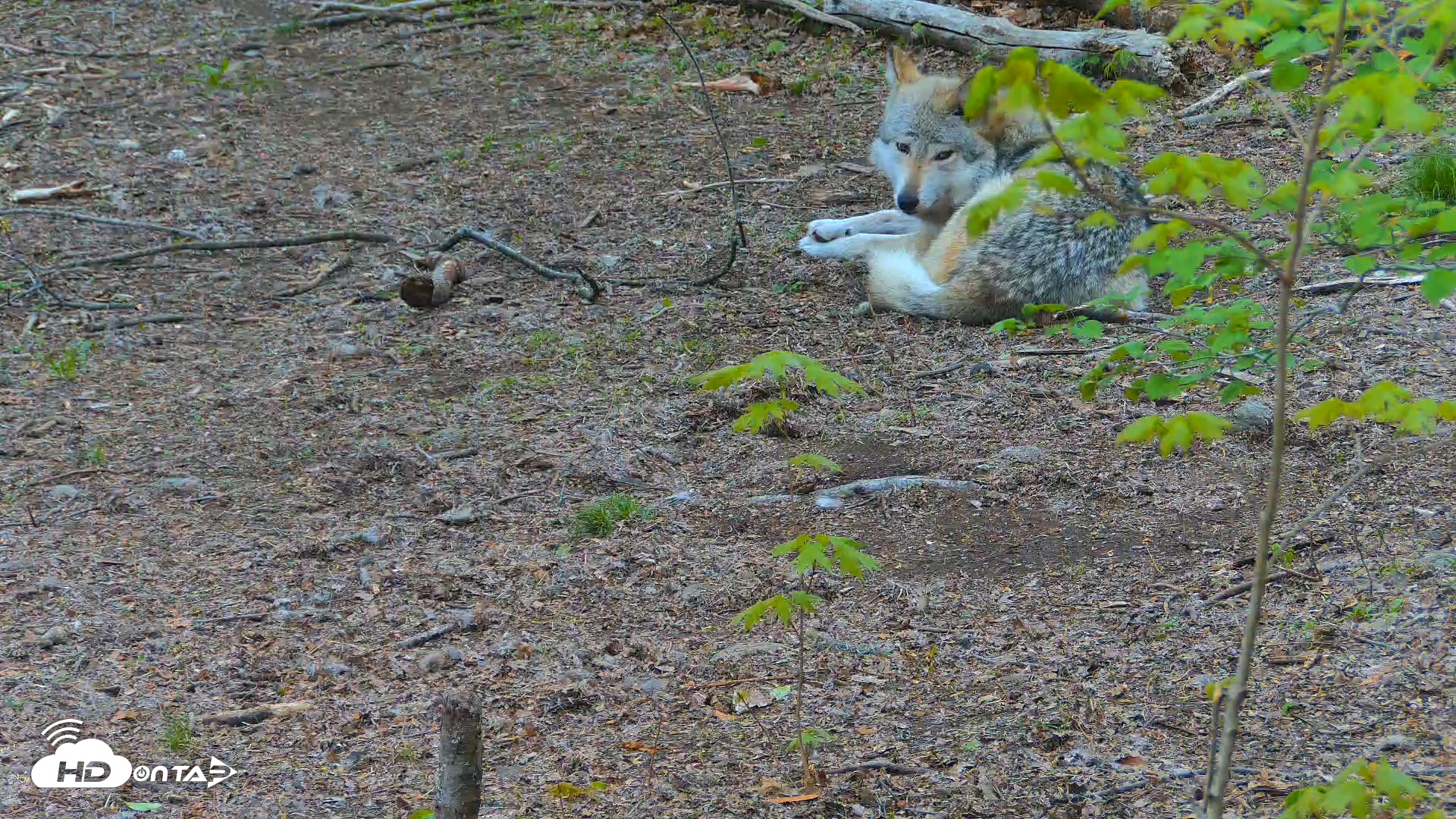 Snapshot of Wolf Center - Exhibit Red Wolves taken May 2, 2025, 7:35am EDT