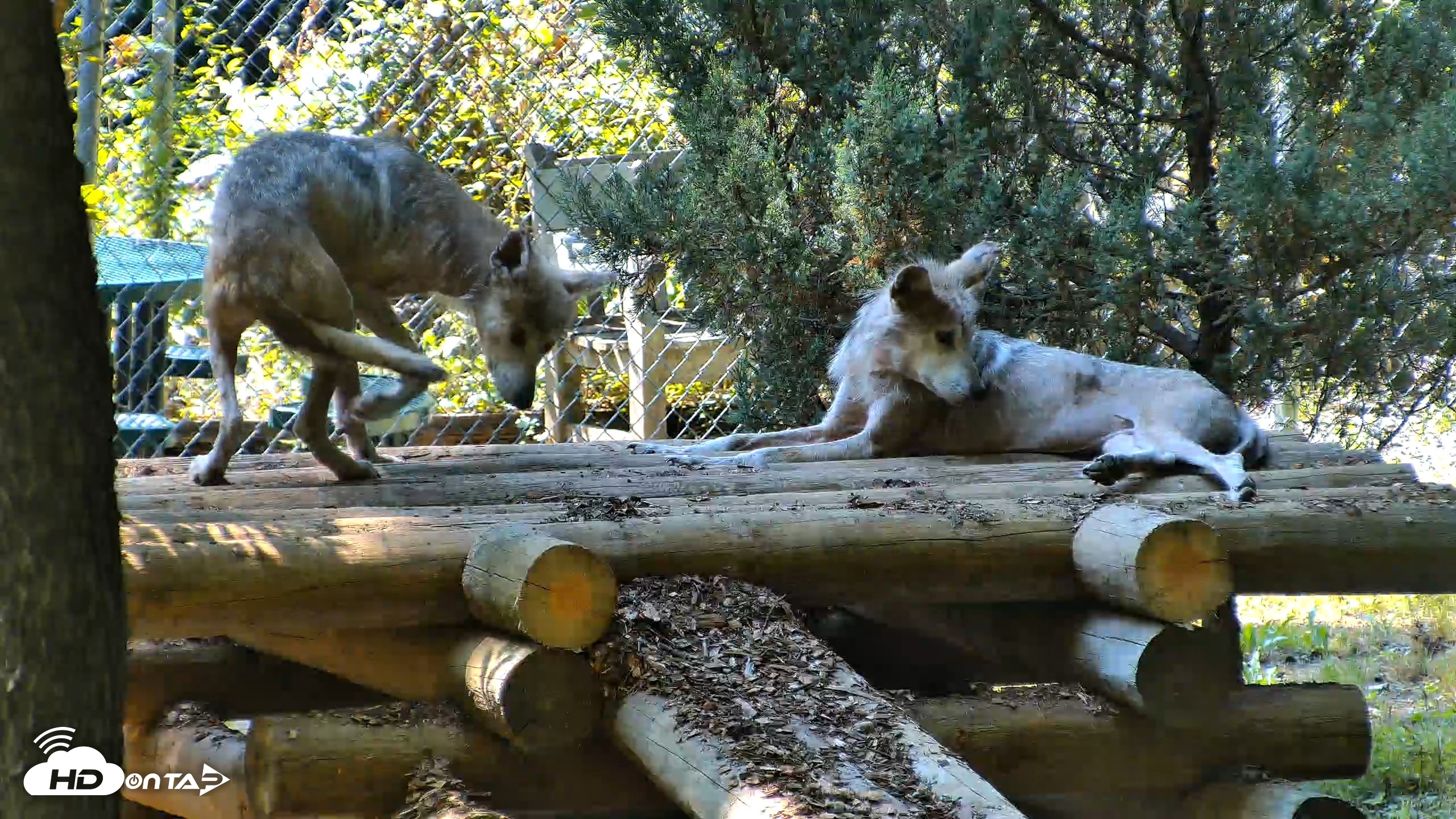 Snapshot of Red Wolves Live Webcam at the Wolf Conservation Center taken Jul 27, 2026, 3:30pm EDT