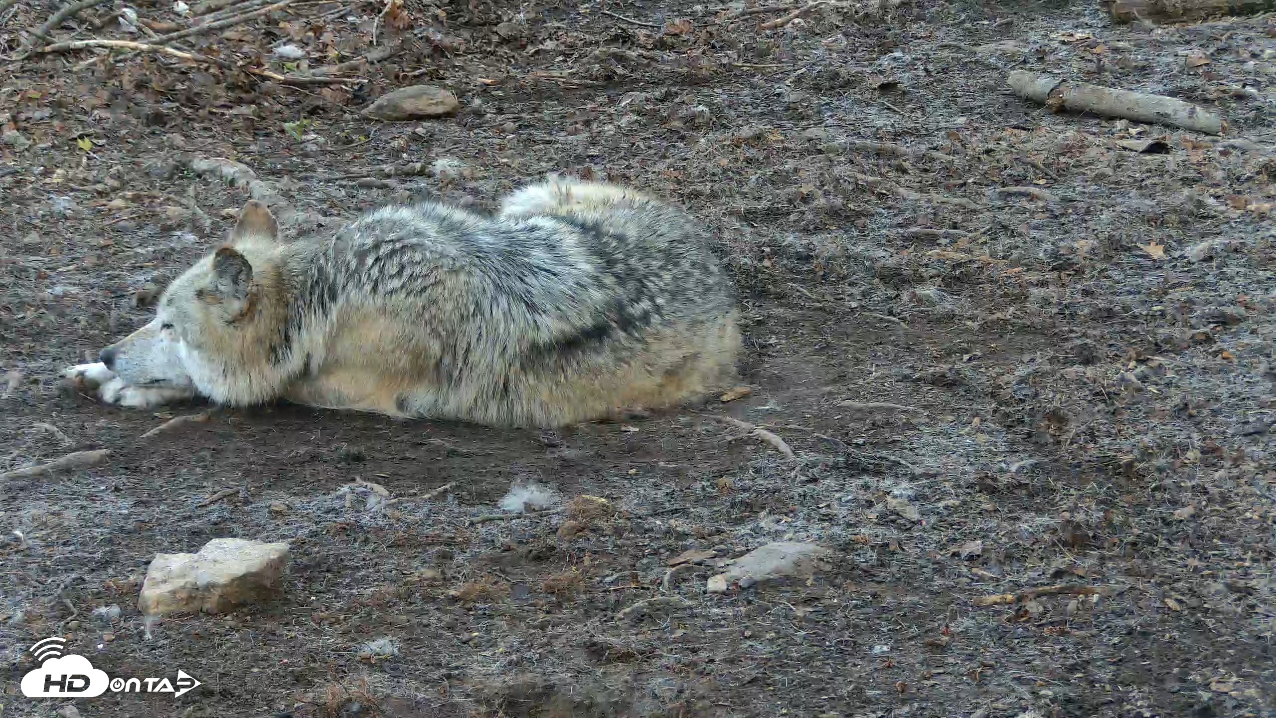 Snapshot of Red Wolves Live Webcam at the Wolf Conservation Center taken Apr 18, 2026, 7:05am EDT