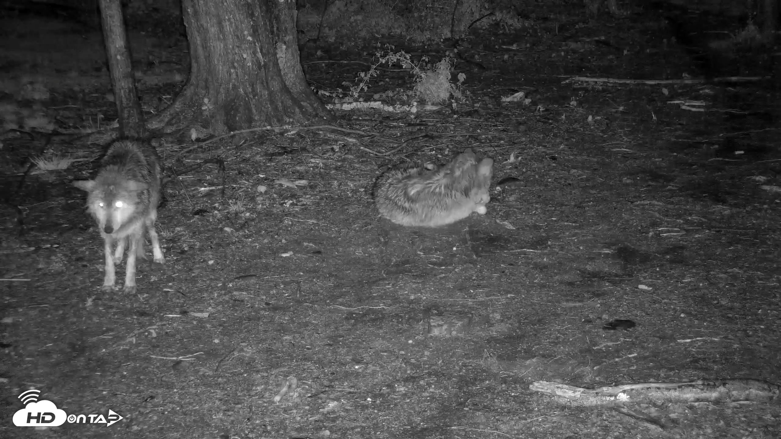 Snapshot of Red Wolves Live Webcam at the Wolf Conservation Center taken Apr 25, 2026, 9:20pm EDT