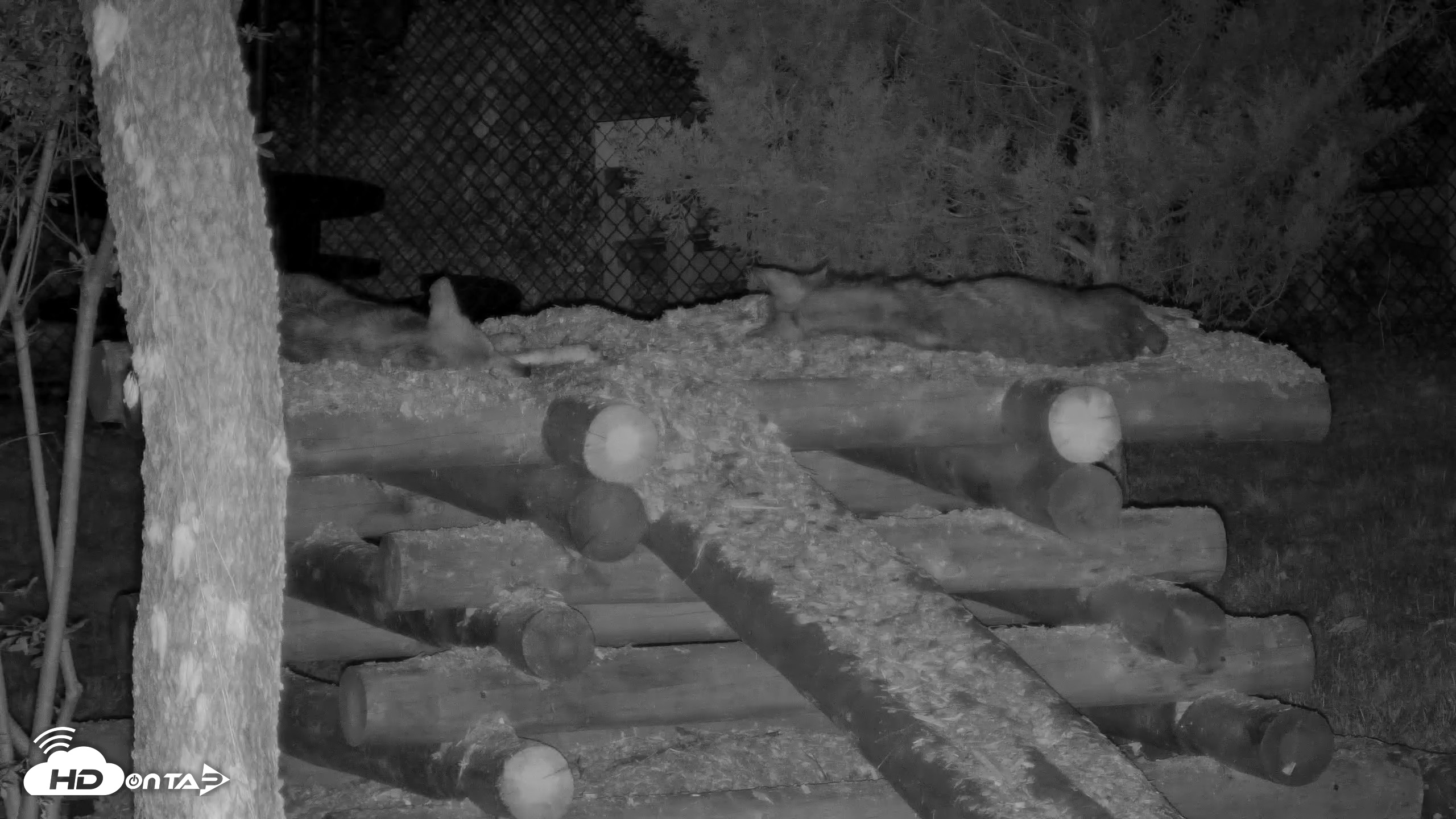Snapshot of Red Wolves Live Webcam at the Wolf Conservation Center taken Jul 18, 2026, 3:11am EDT