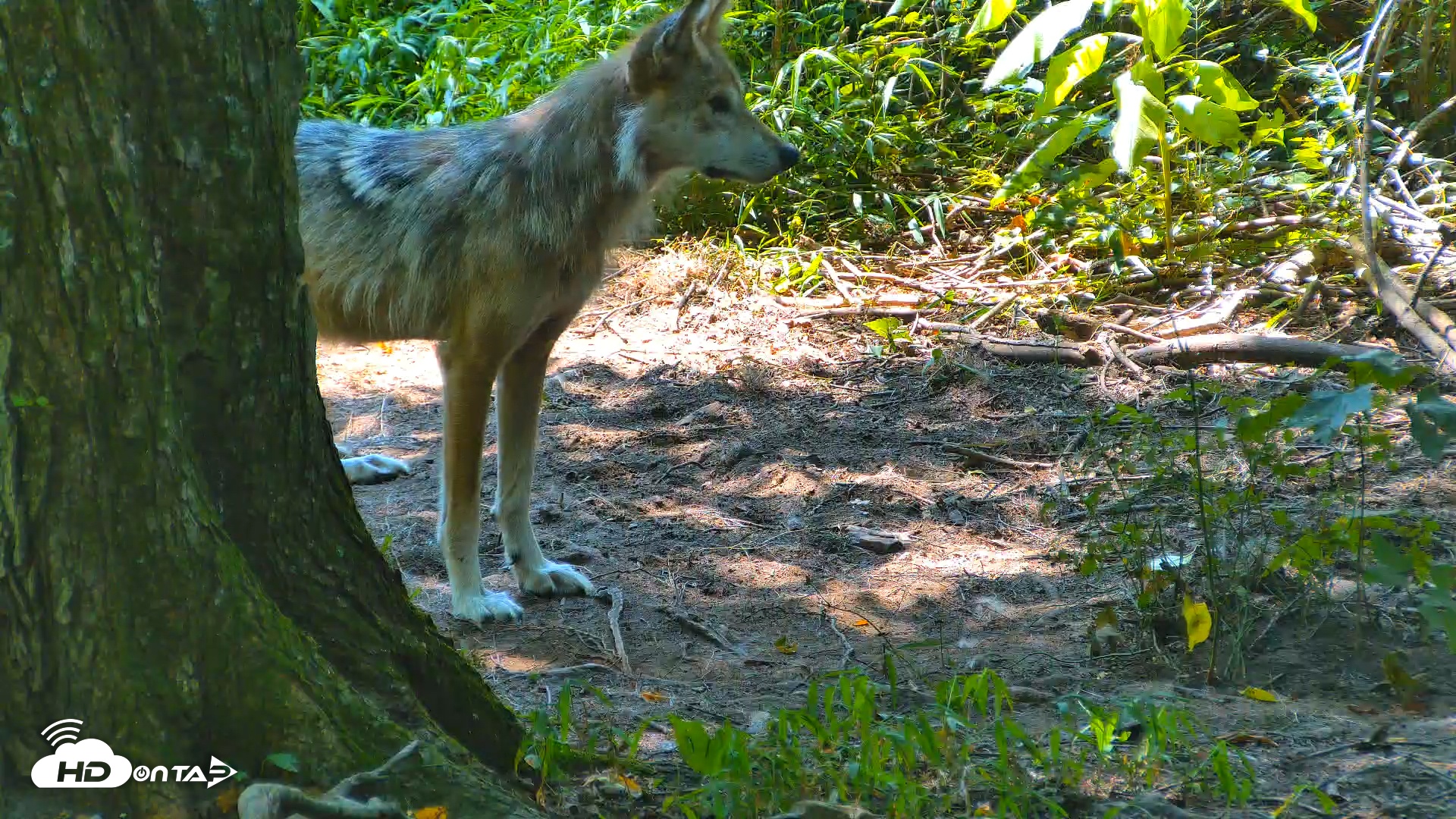 Snapshot of Red Wolves Live Webcam at the Wolf Conservation Center taken Jul 30, 2025, 2:53pm EDT