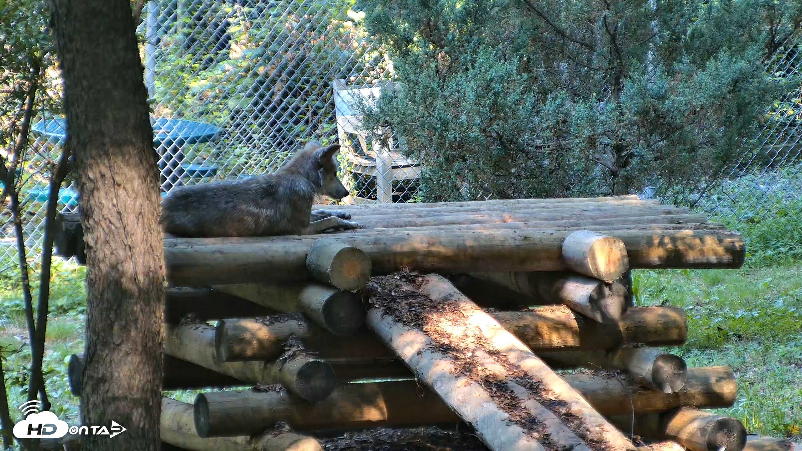 Snapshot of Red Wolves Live Webcam at the Wolf Conservation Center taken Aug 7, 2026, 10:19am EDT