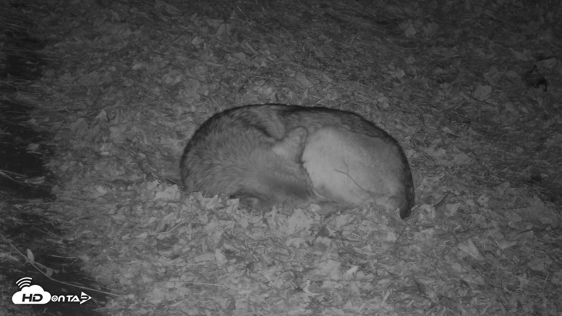 Snapshot of Red Wolves Live Webcam at the Wolf Conservation Center taken Nov 20, 2025, 12:19am EST