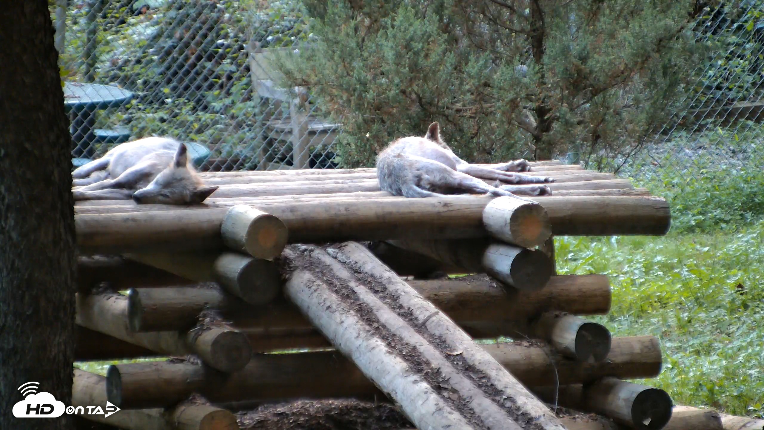 Snapshot of Red Wolves Live Webcam at the Wolf Conservation Center taken Aug 14, 2026, 7:48pm EDT