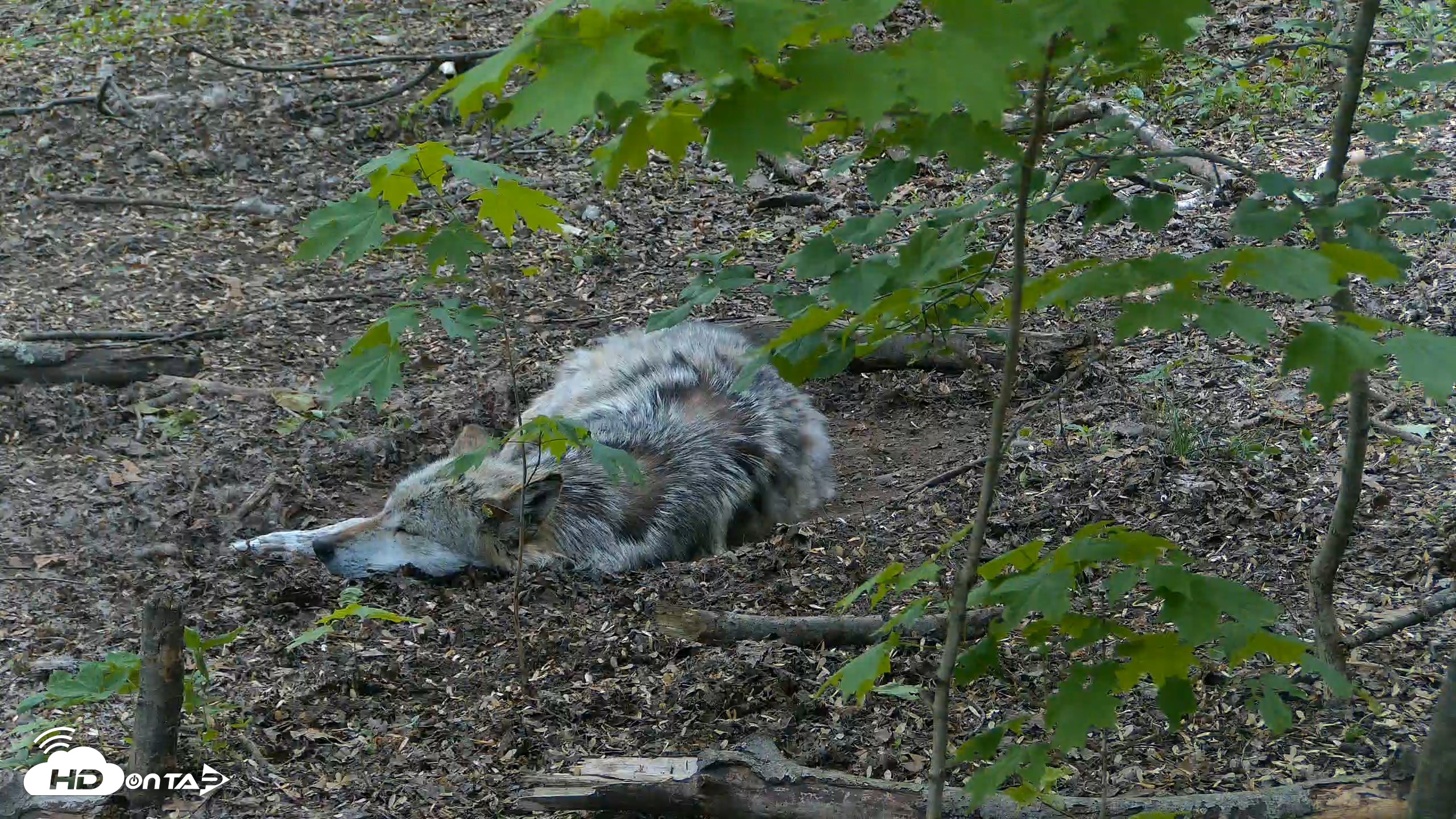 Snapshot of Red Wolves Live Webcam at the Wolf Conservation Center taken May 15, 2026, 6:10pm EDT