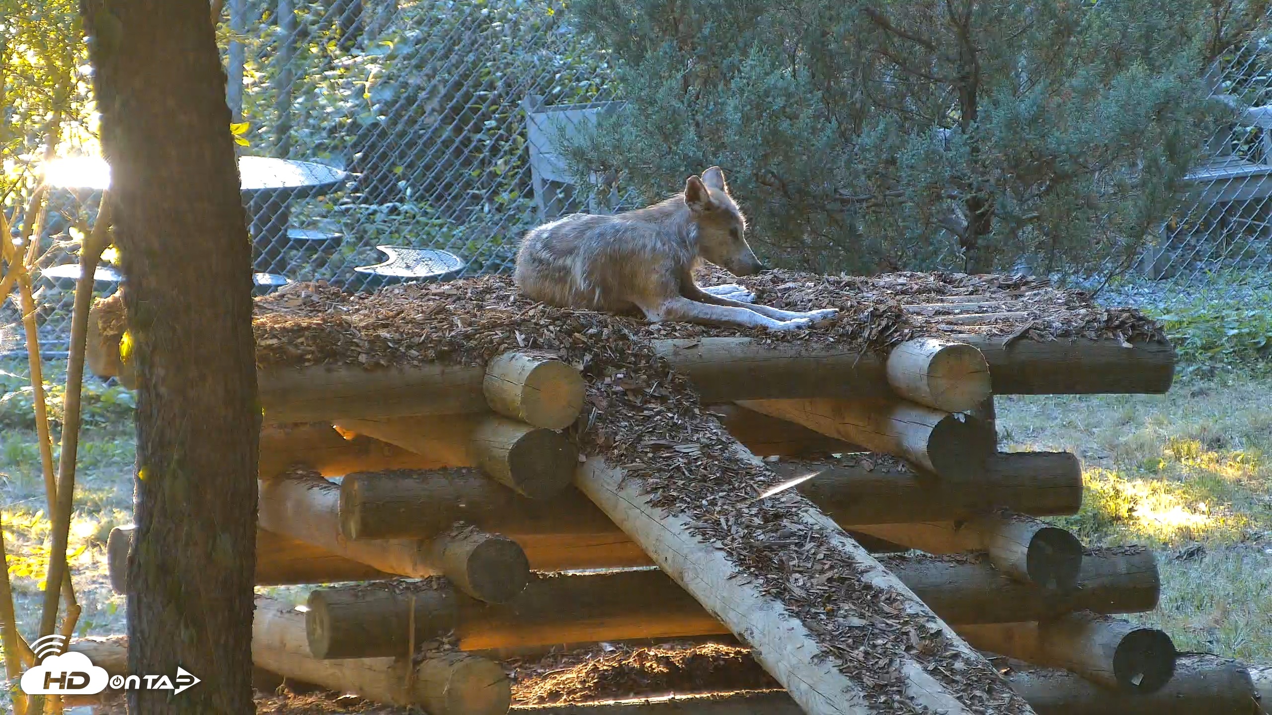 Snapshot of Red Wolves Live Webcam at the Wolf Conservation Center taken Jul 17, 2026, 7:34pm EDT