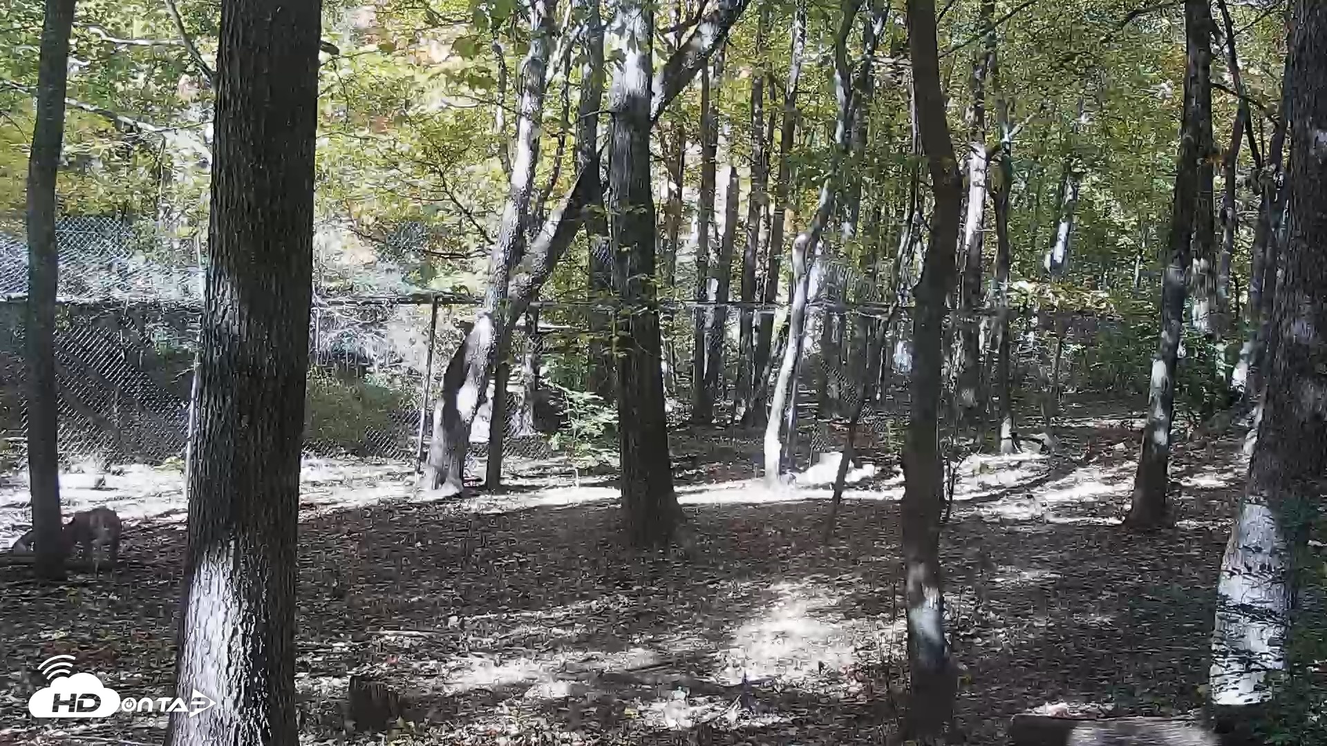 Snapshot of Red Wolves Live Webcam at the Wolf Conservation Center taken Oct 26, 2026, 1:09pm EDT