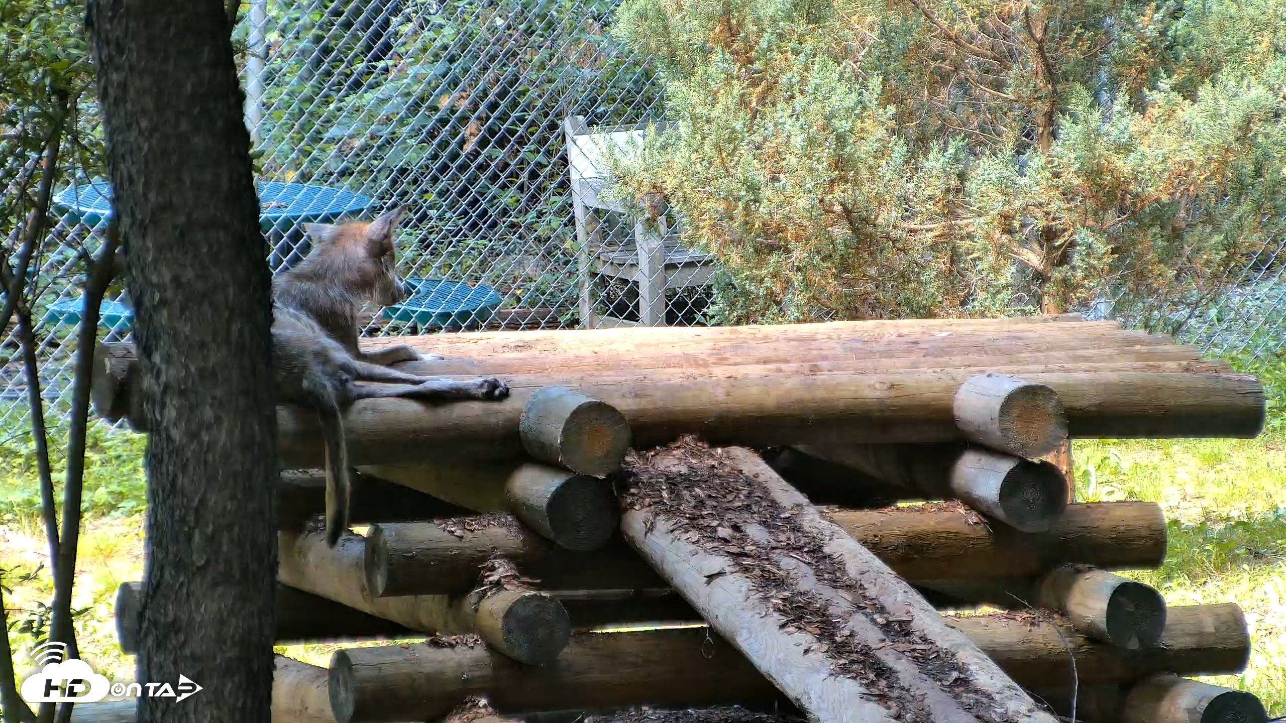Snapshot of Red Wolves Live Webcam at the Wolf Conservation Center taken Aug 5, 2026, 11:58am EDT