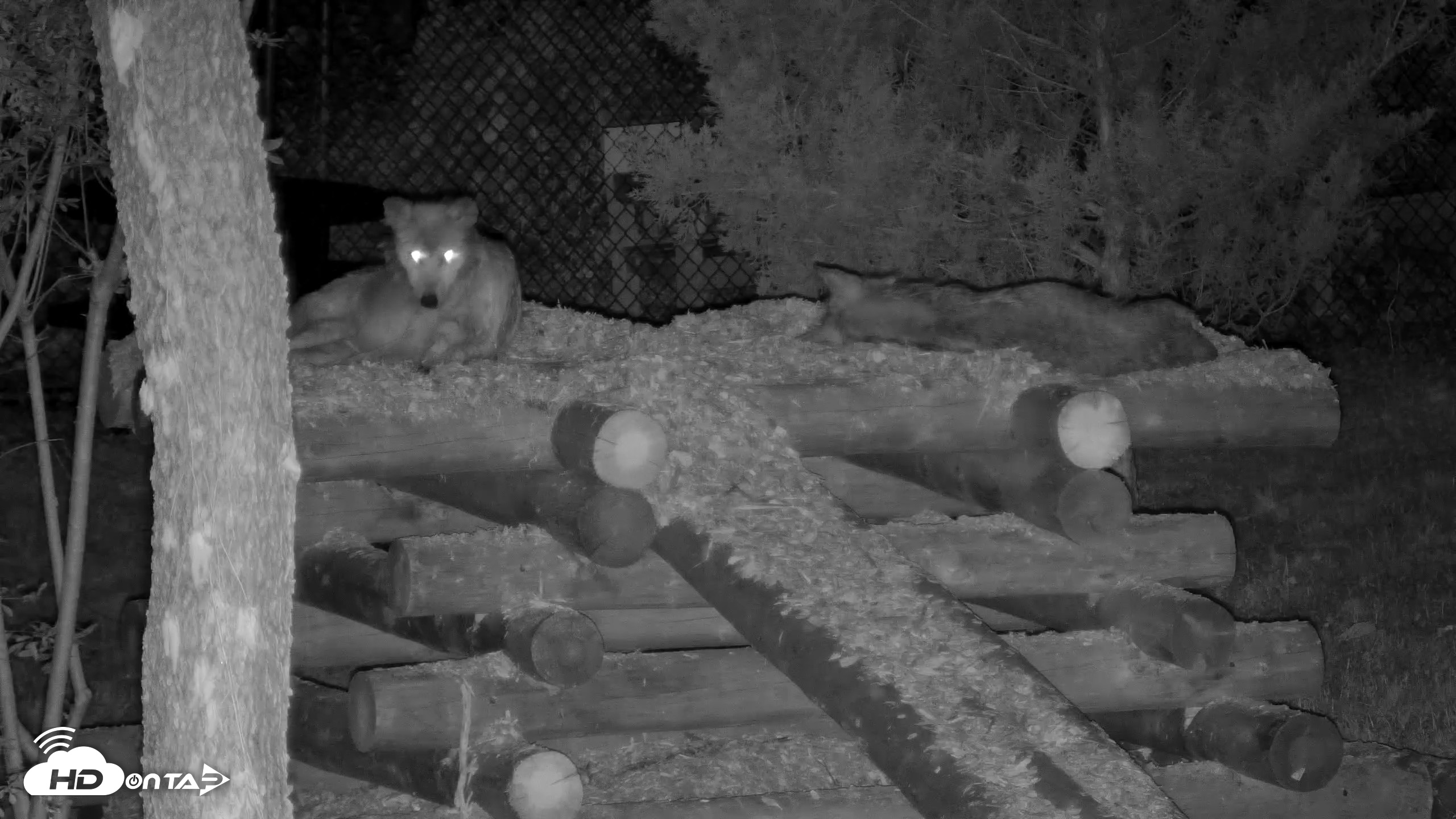 Snapshot of Red Wolves Live Webcam at the Wolf Conservation Center taken Jul 17, 2026, 10:34pm EDT