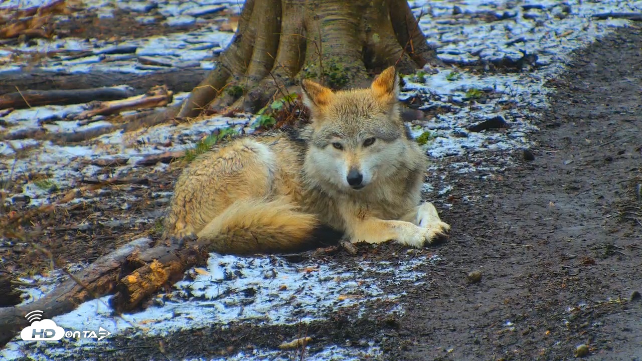 Snapshot of Wolf Center - Exhibit Red Wolves taken Apr 12, 2025, 9:18am EDT