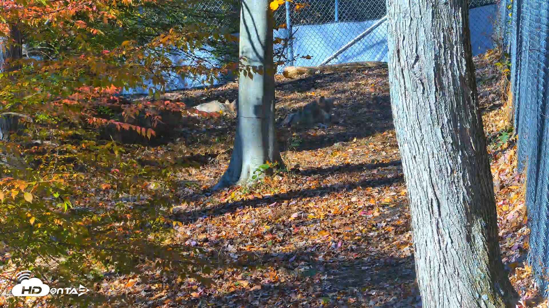 Snapshot of Red Wolves Live Webcam at the Wolf Conservation Center taken Nov 2, 2025, 1:46pm EST