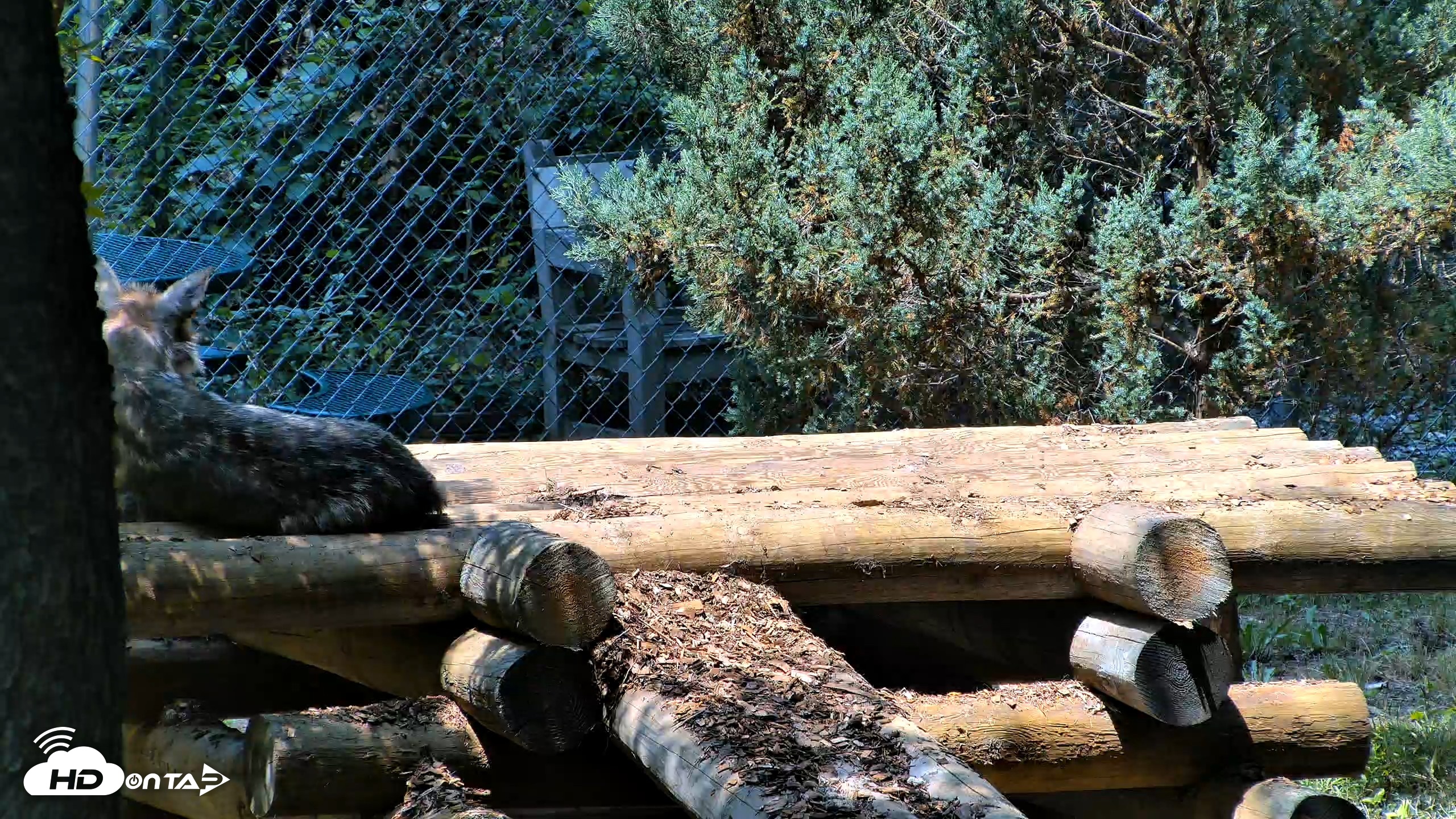 Snapshot of Red Wolves Live Webcam at the Wolf Conservation Center taken Jul 27, 2026, 12:46pm EDT