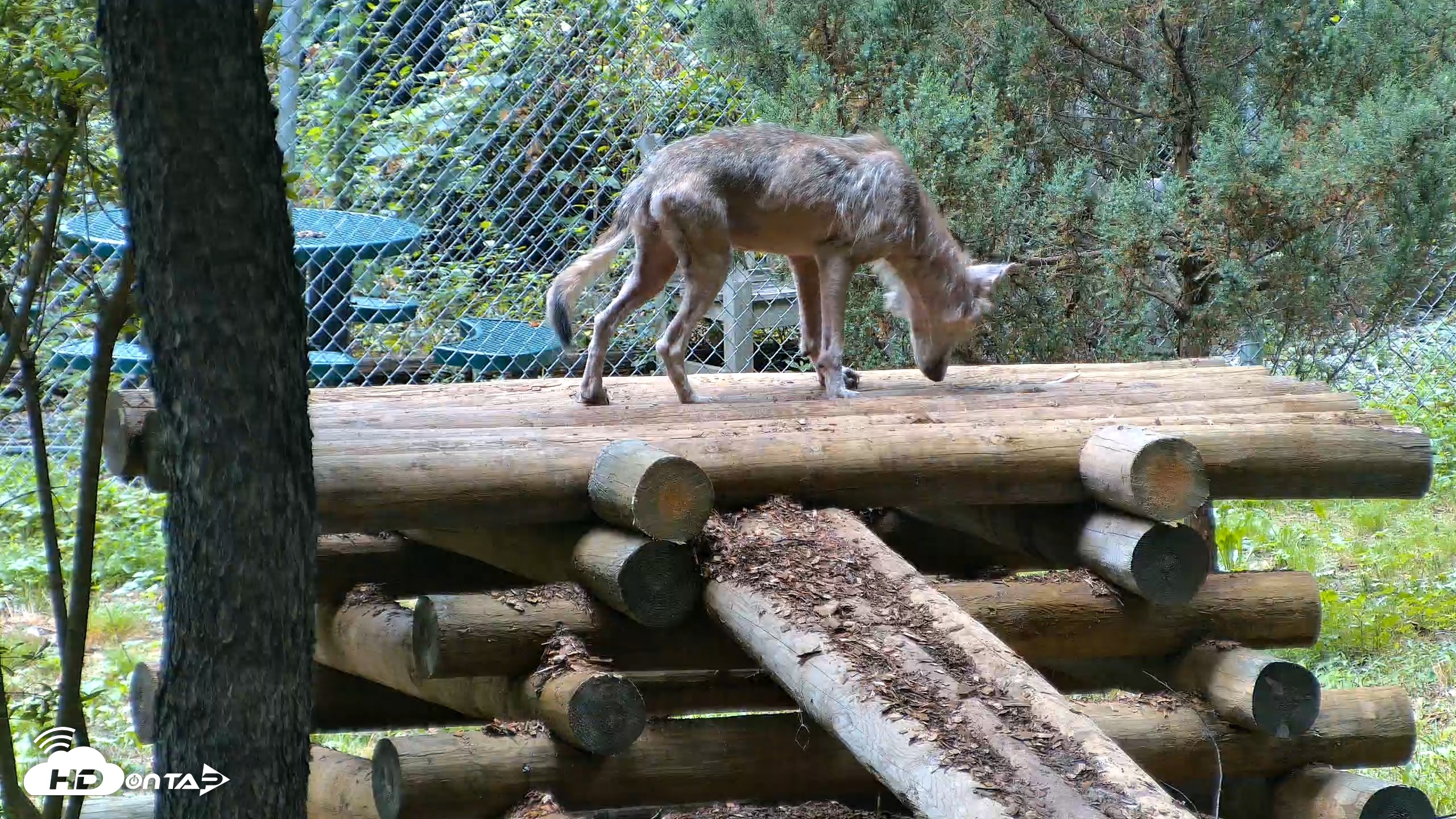 Snapshot of Red Wolves Live Webcam at the Wolf Conservation Center taken Aug 5, 2026, 3:21pm EDT