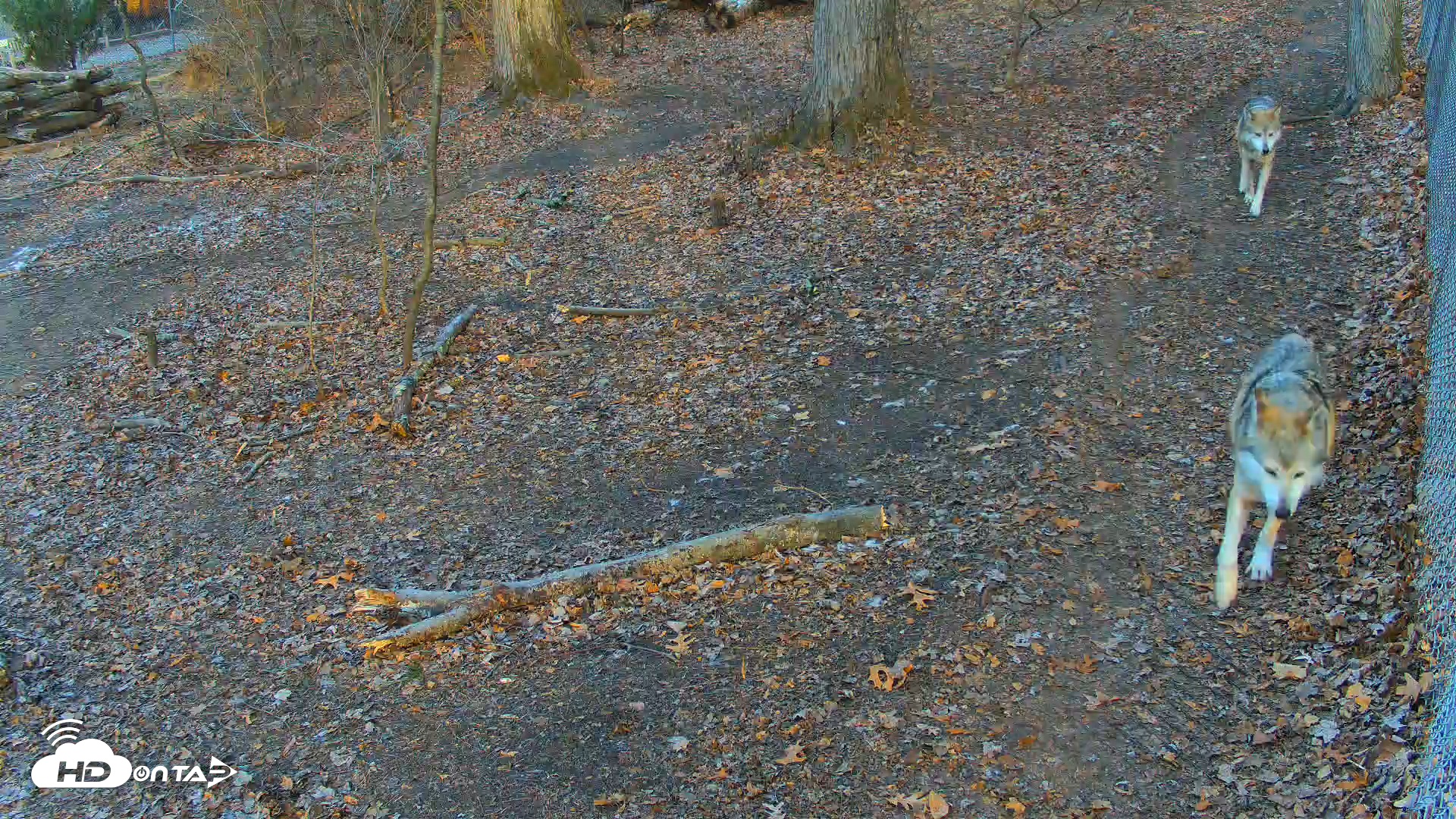 Snapshot of Red Wolves Live Webcam at the Wolf Conservation Center taken Dec 7, 2025, 8:35am EST