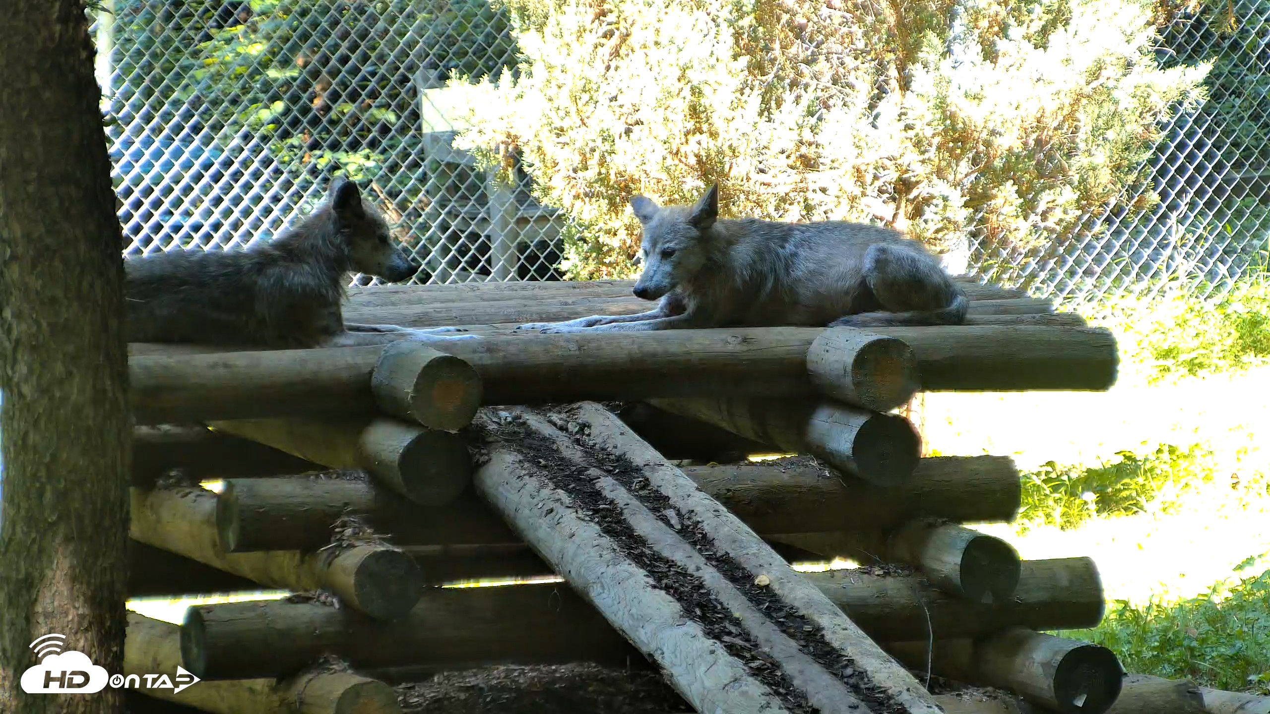 Snapshot of Red Wolves Live Webcam at the Wolf Conservation Center taken Aug 14, 2026, 11:41am EDT