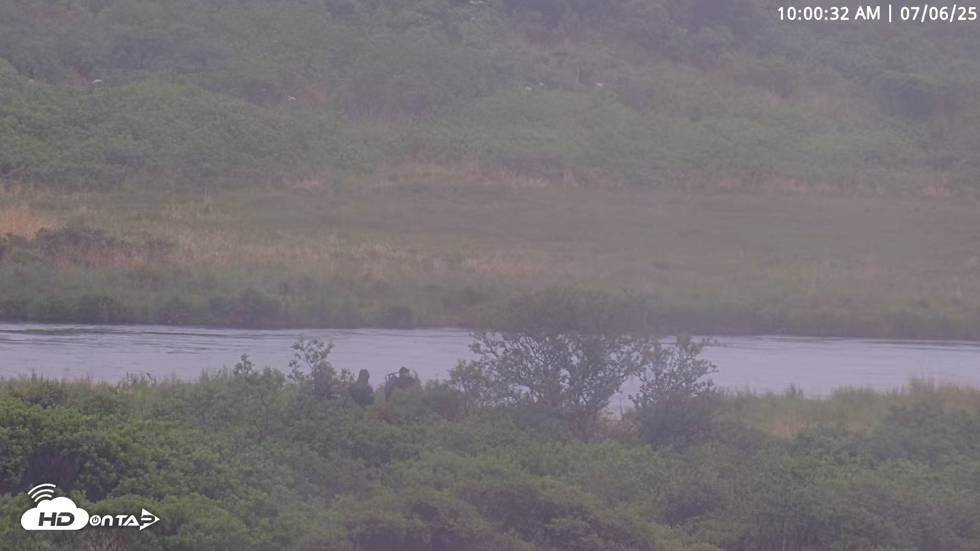Snapshot of Kodiak Alaska Brown Bears Live Webcam taken Jul 6, 2025, 10:01am AKDT