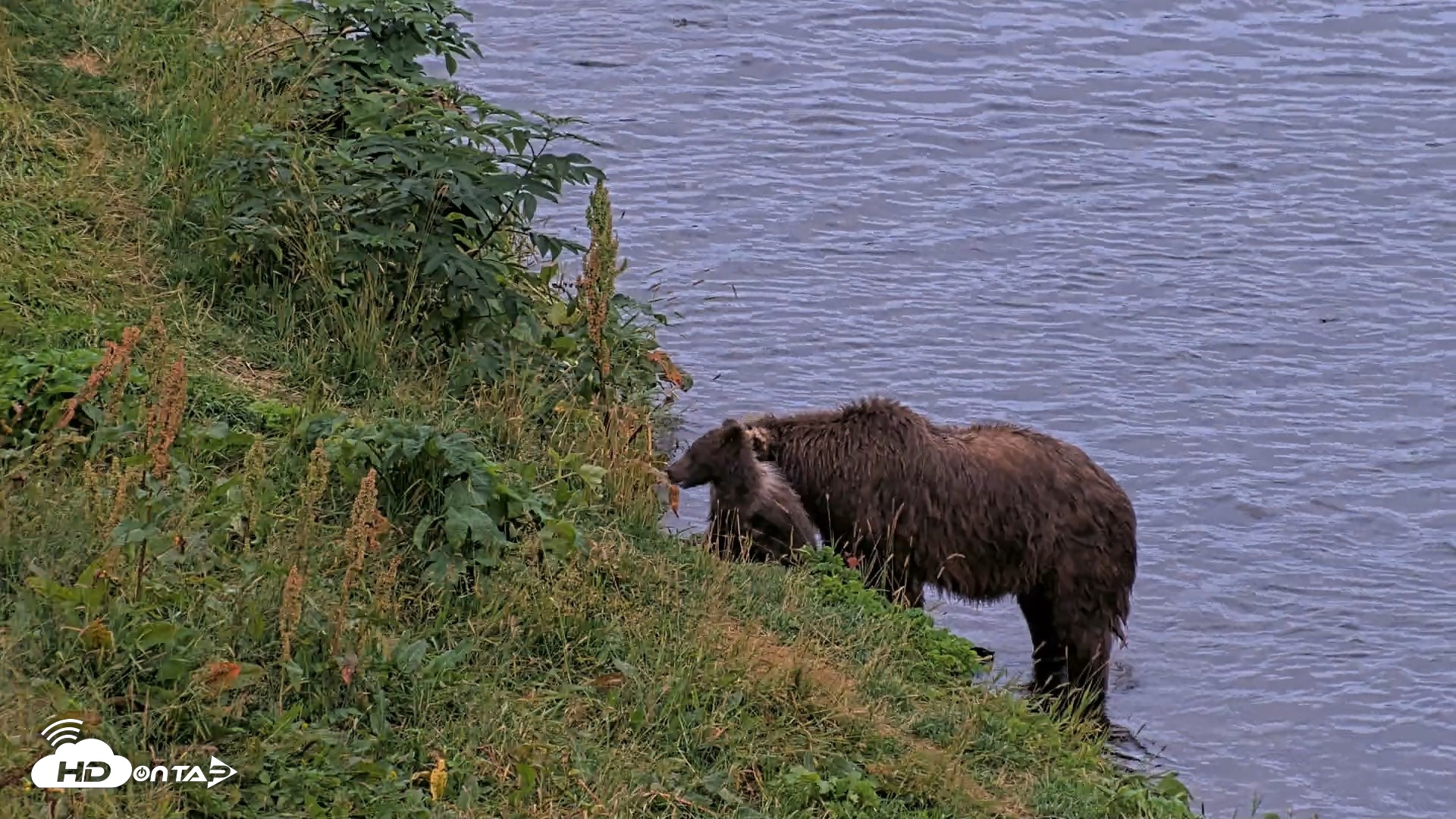 Snapshot of Kodiak Alaska Brown Bears Live Webcam taken Aug 19, 2026, 9:29pm AKDT