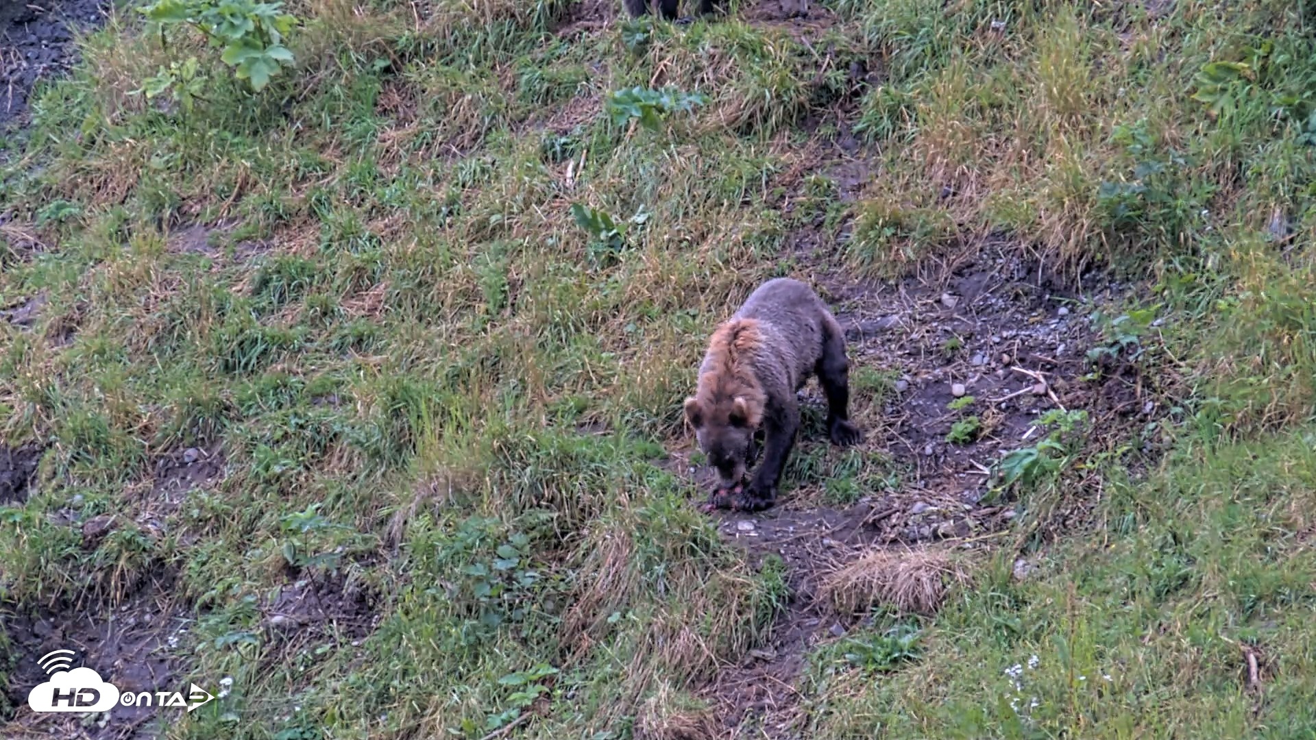 Snapshot of Kodiak Alaska Brown Bears Live Webcam taken Aug 13, 2026, 11:52am AKDT