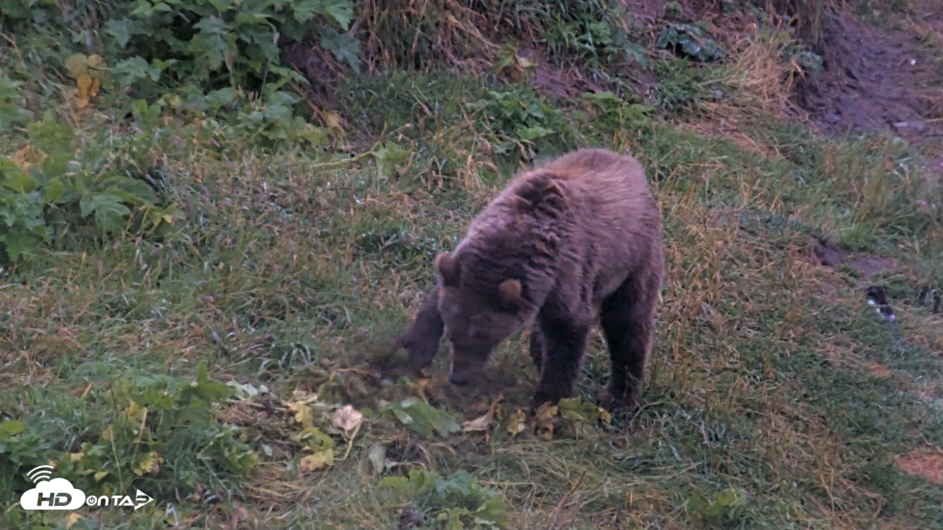 Snapshot of Kodiak Alaska Brown Bears Live Webcam taken Aug 16, 2026, 7:10am AKDT