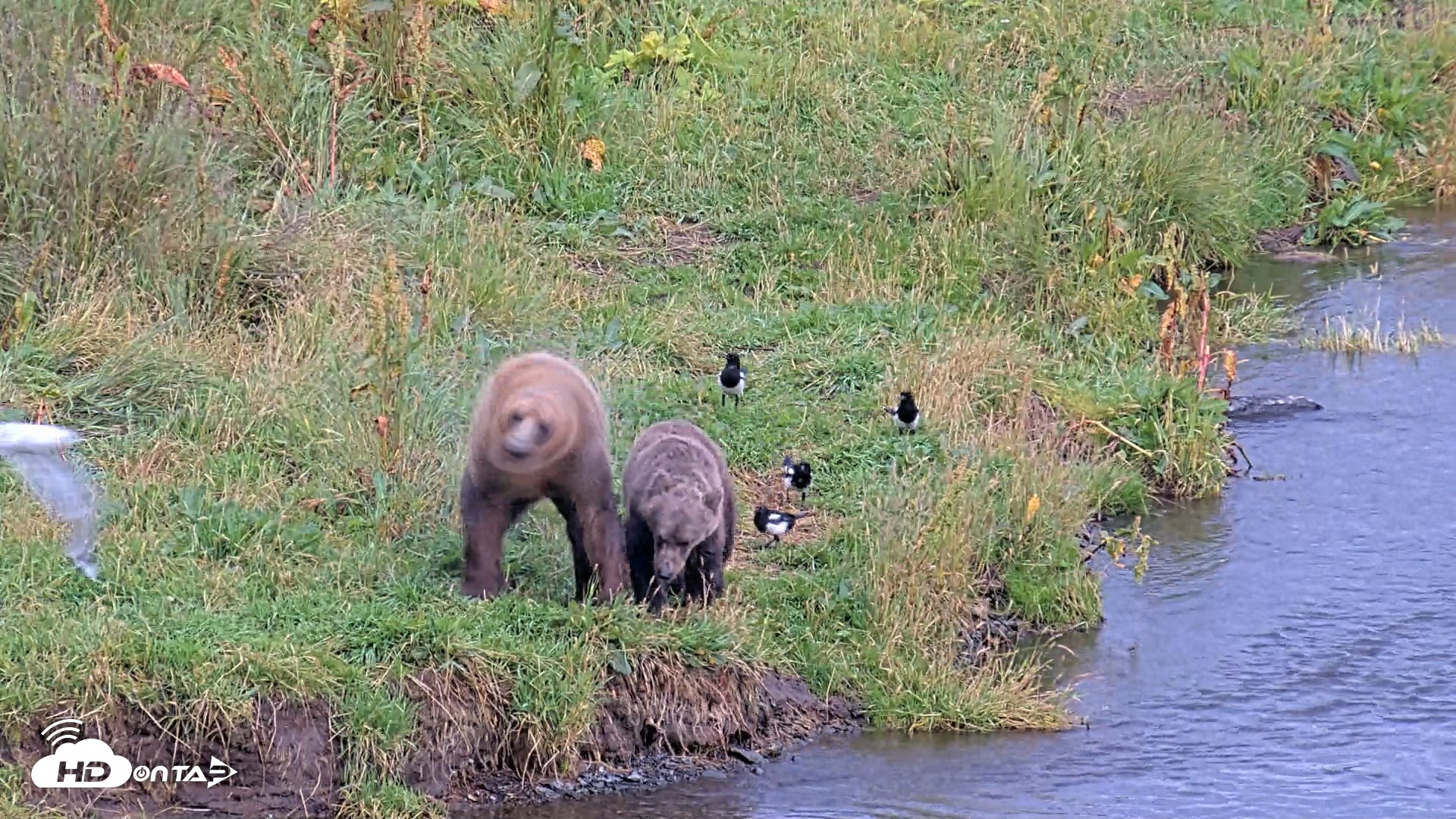 Snapshot of Kodiak Alaska Brown Bears Live Webcam taken Aug 20, 2026, 6:20pm AKDT